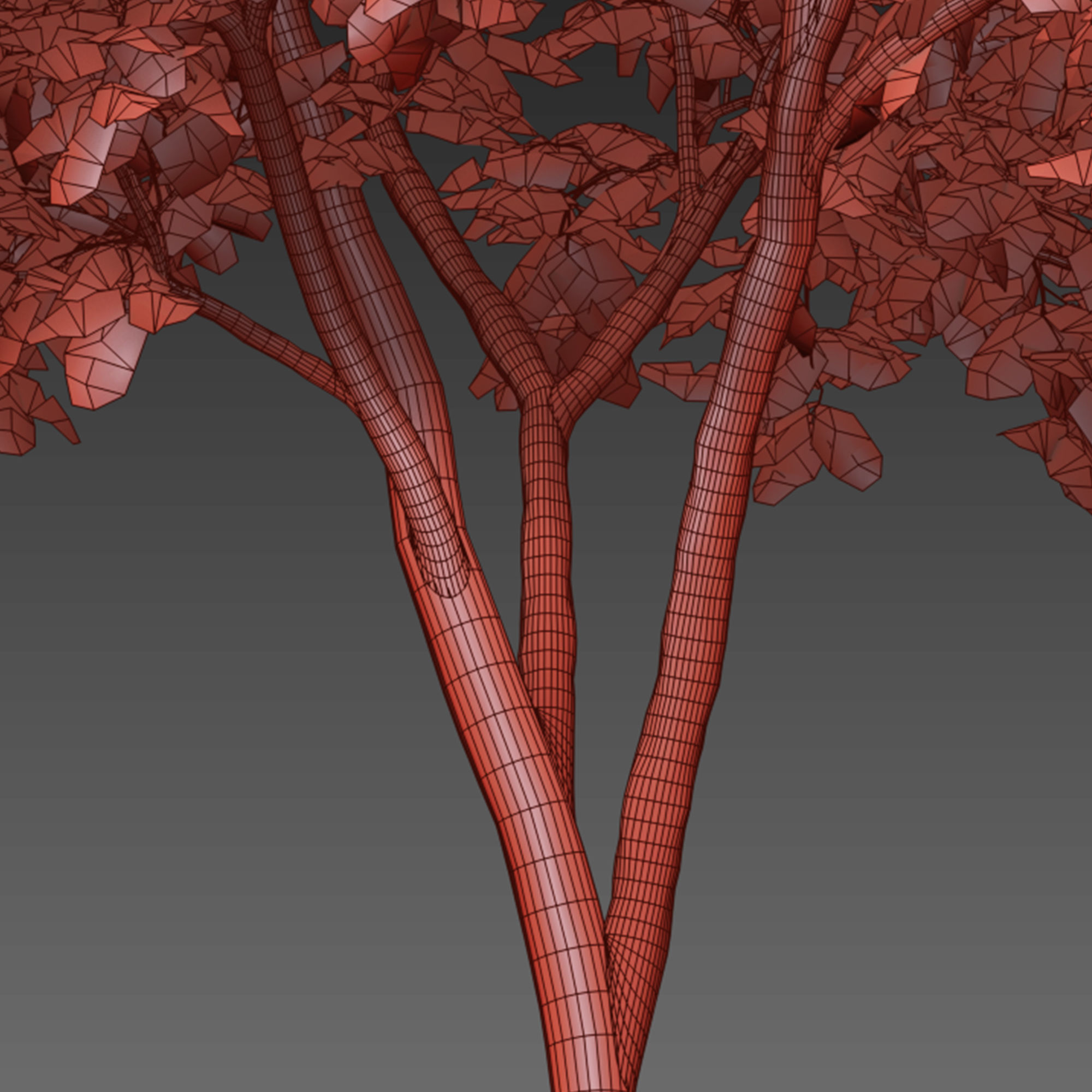 Dynasty chinese elm 3D model_6