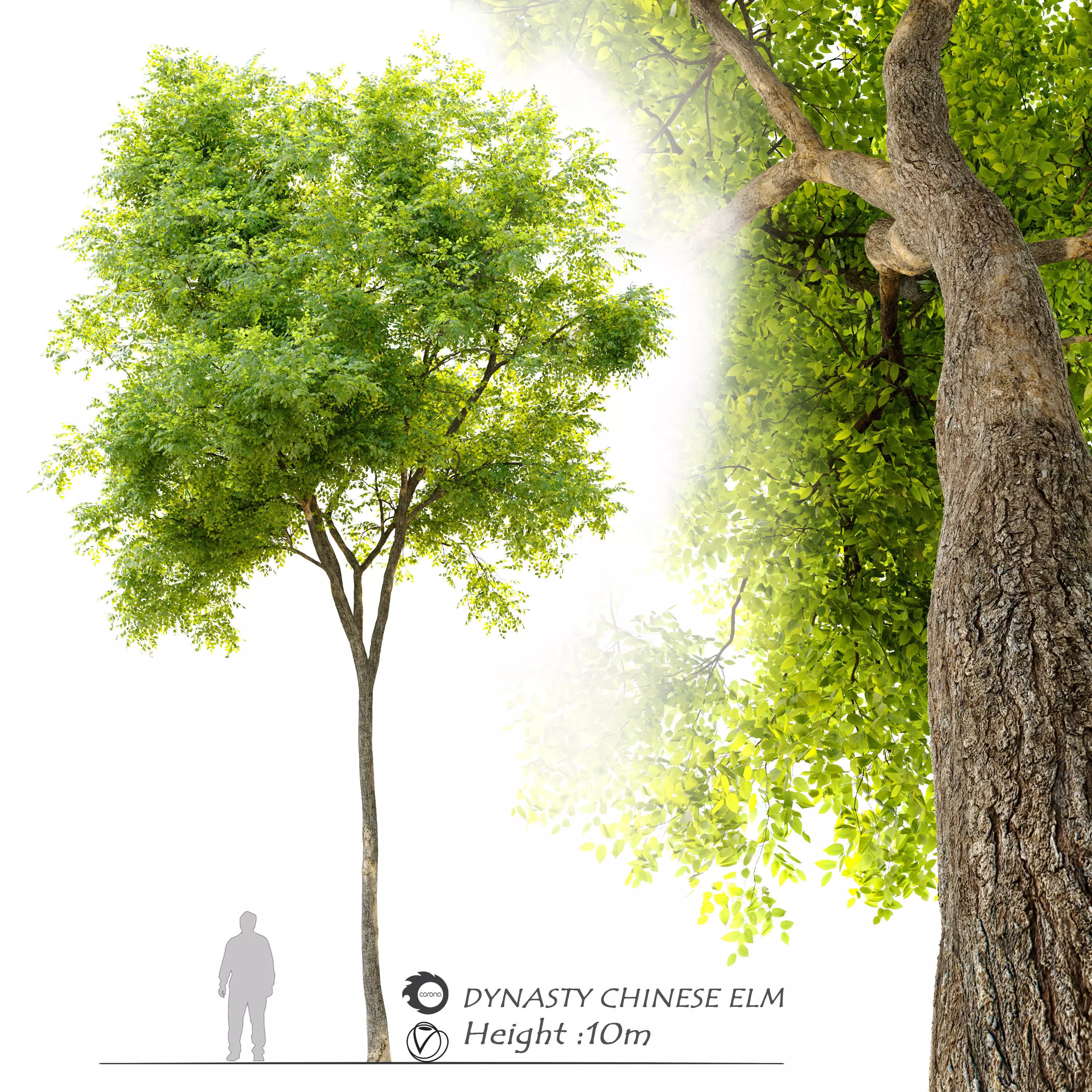 Dynasty chinese elm 3D model_0