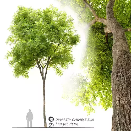 Dynasty chinese elm 3D model