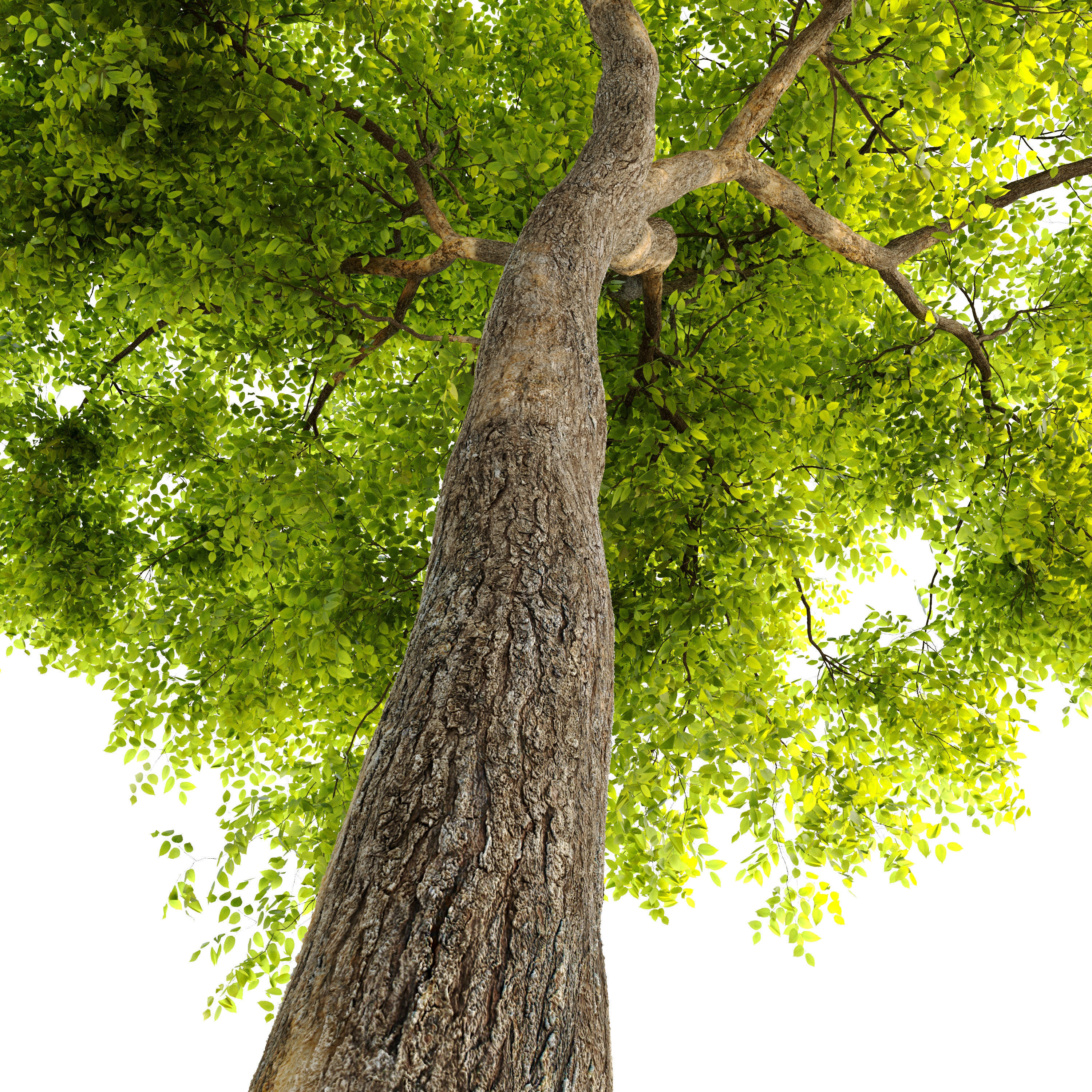 Dynasty chinese elm 3D model_3