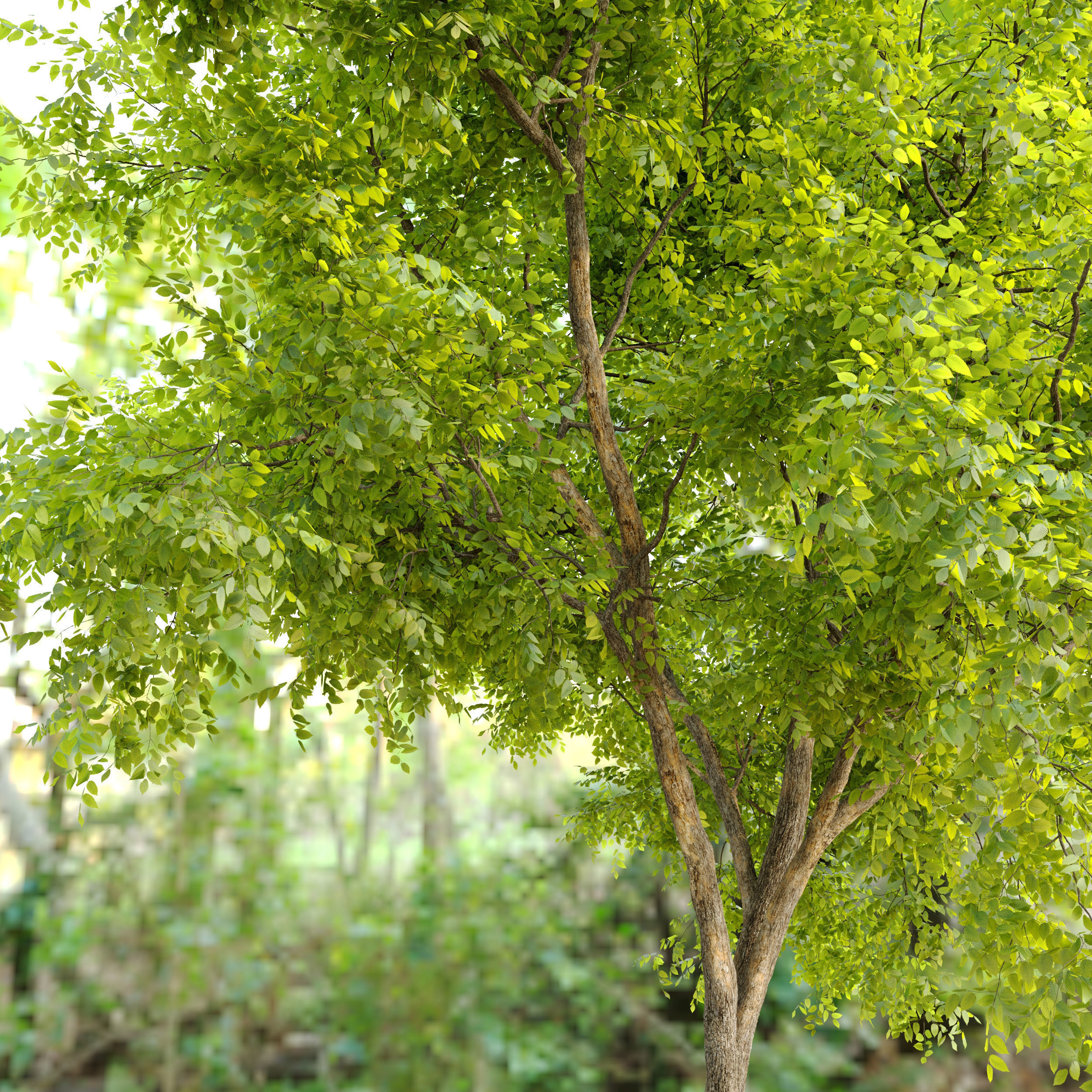 Dynasty chinese elm 3D model_4