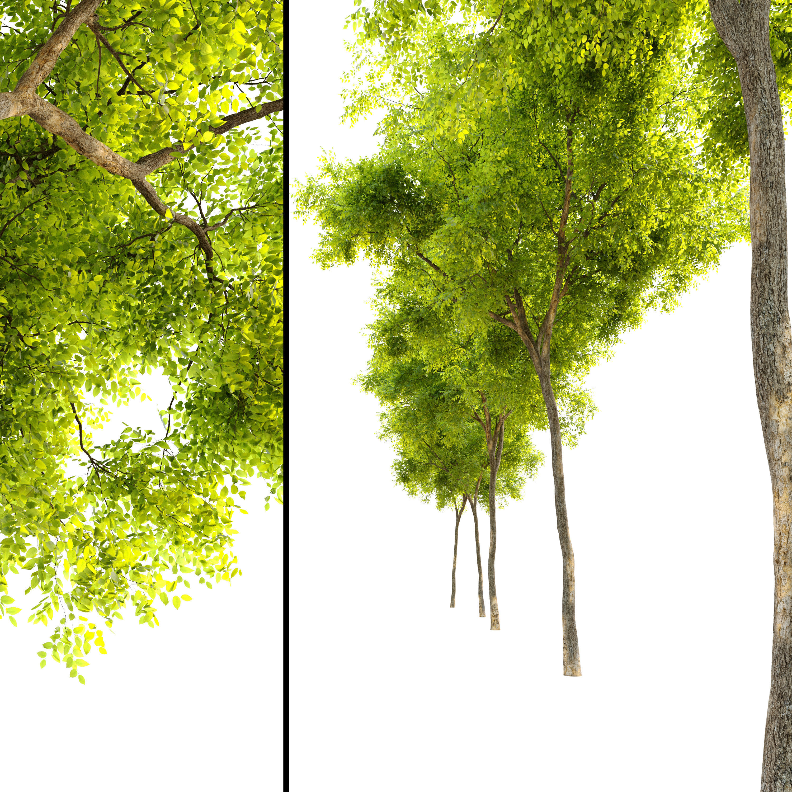 Dynasty chinese elm 3D model_1