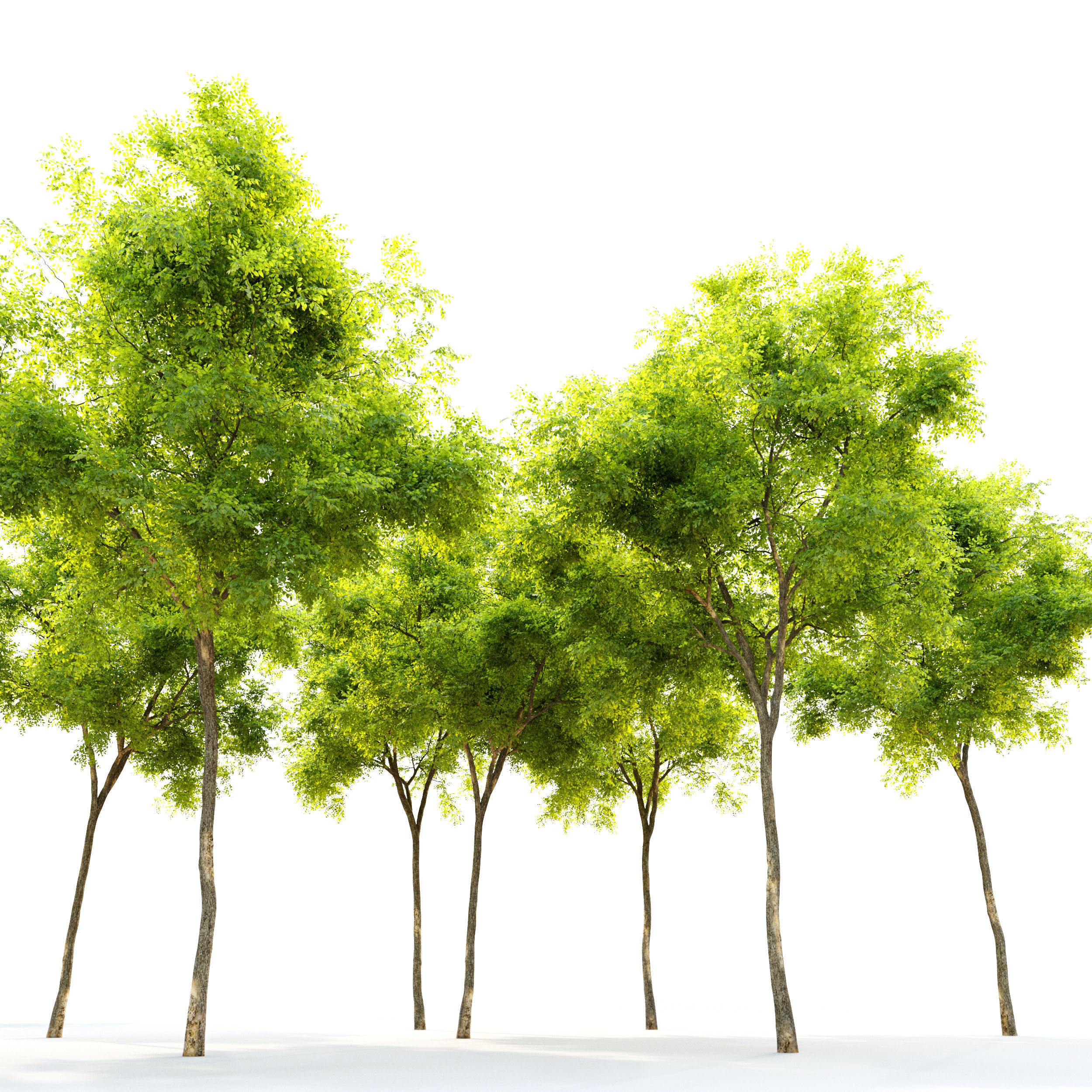 Dynasty chinese elm 3D model_2