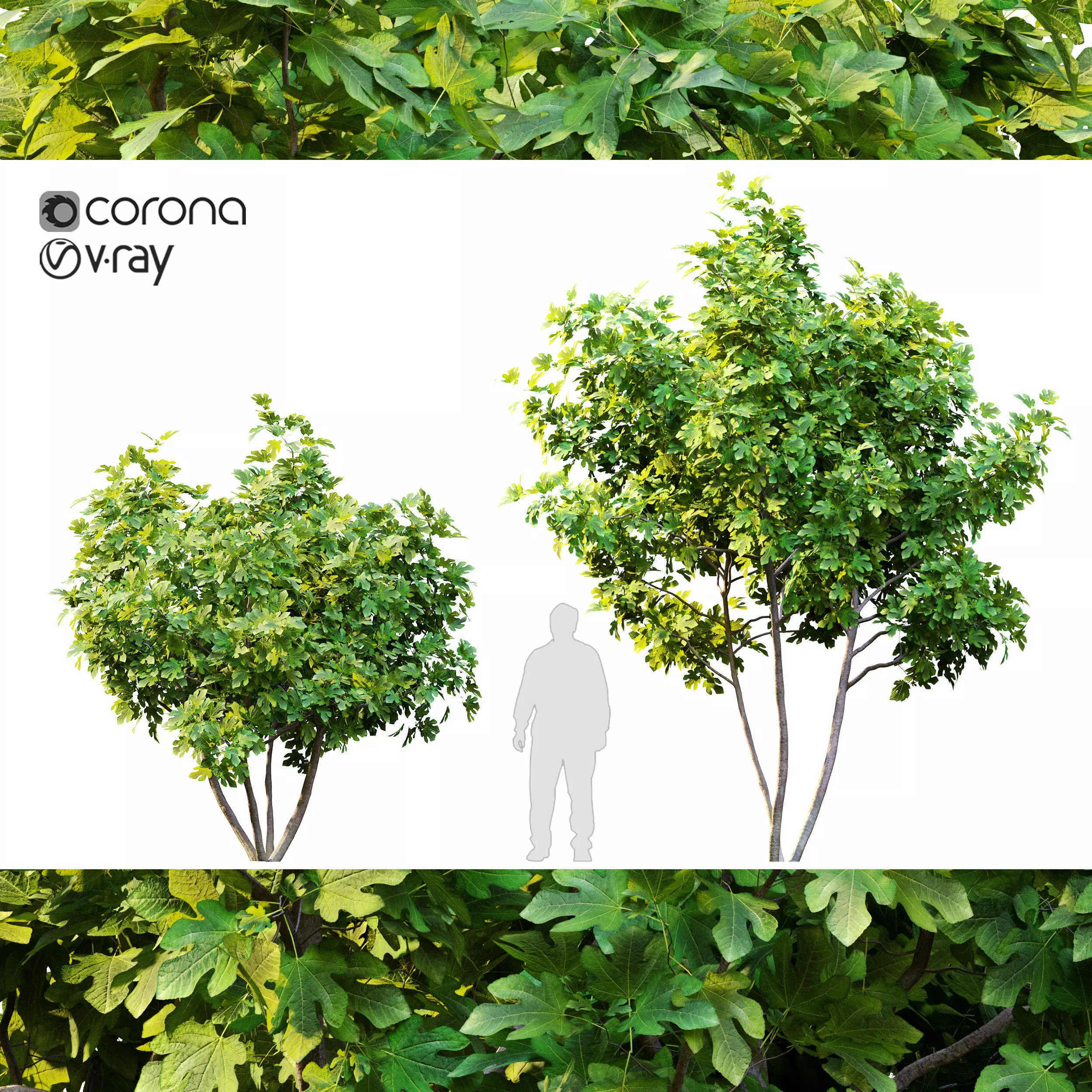 Two fig tree 3D model