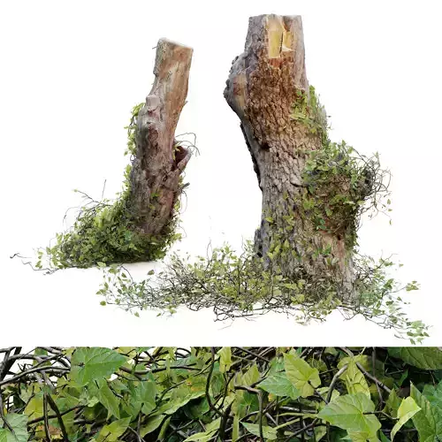 Stump with vine