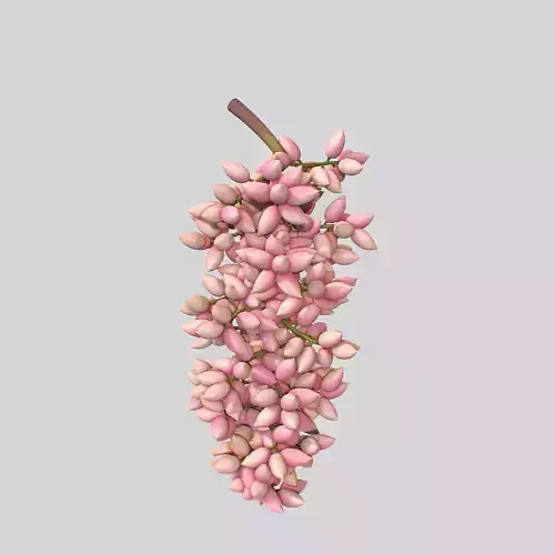 Pistachios branch V2