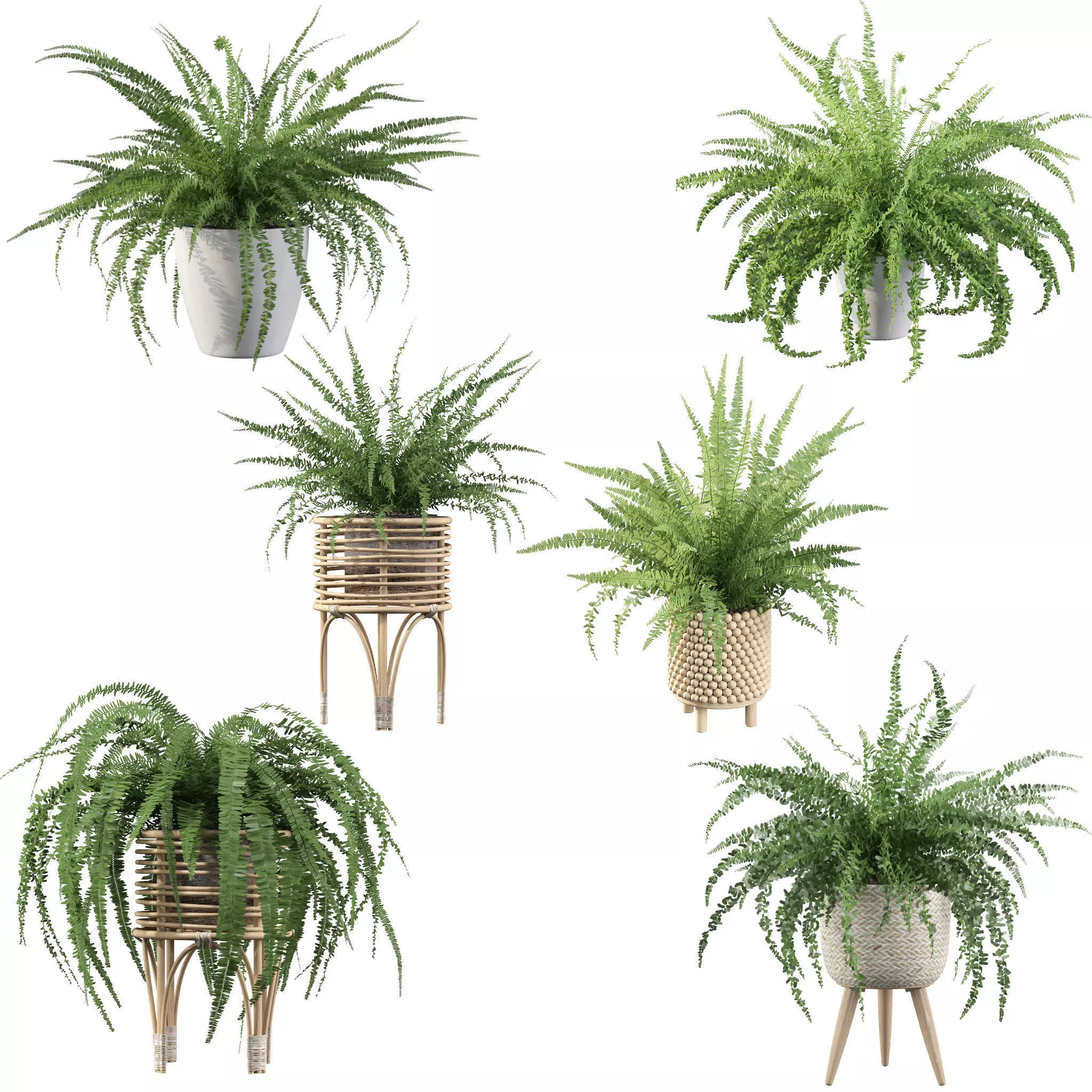 Fern collections for interiors _0