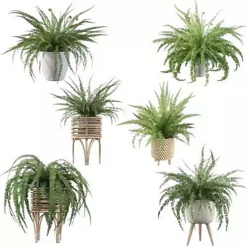 Fern collections for interiors 