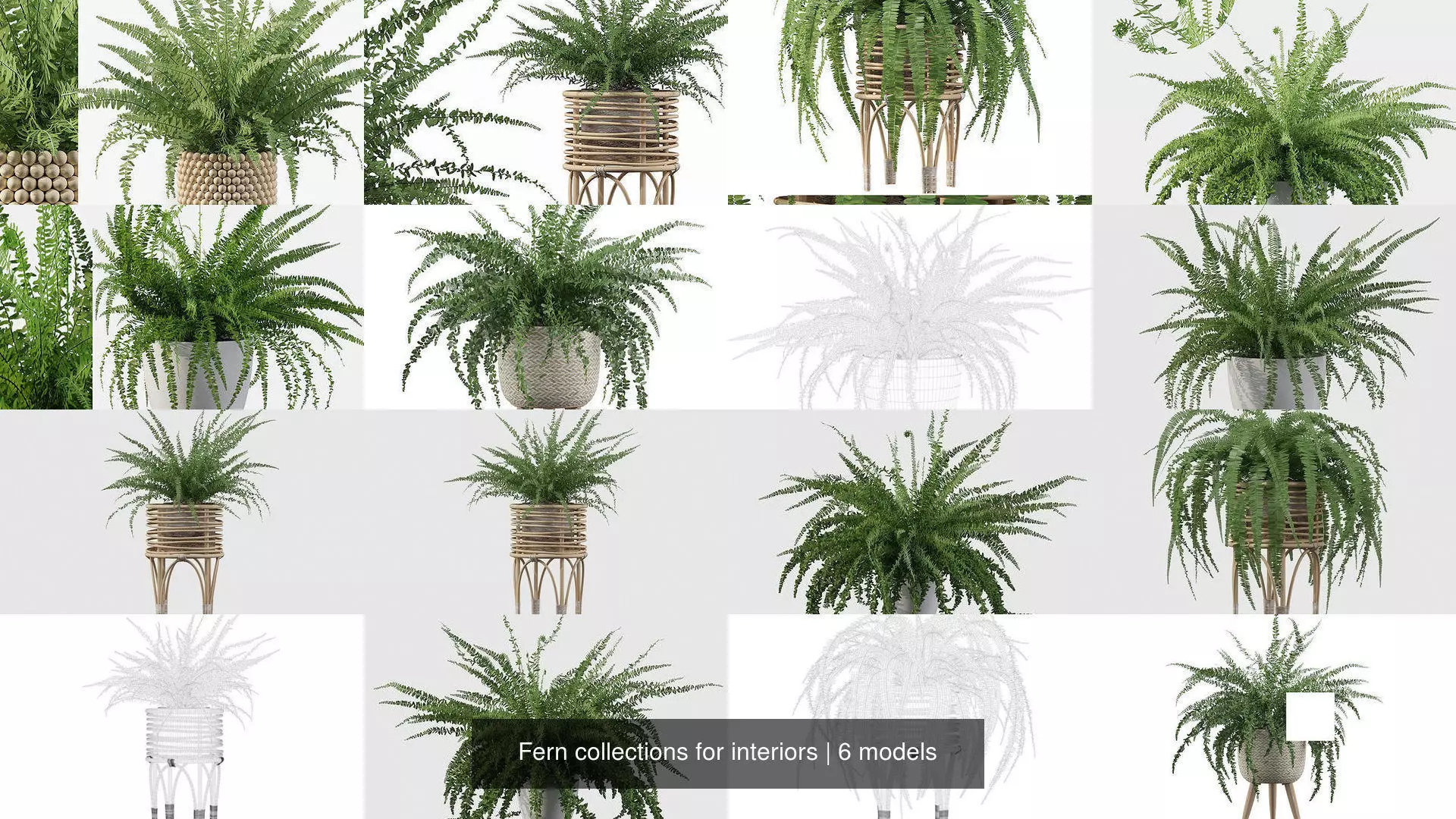Fern collections for interiors _1