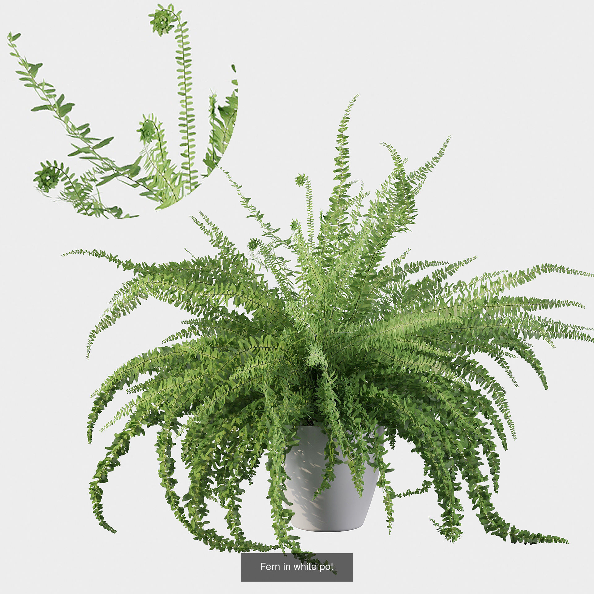 Fern collections for interiors _5