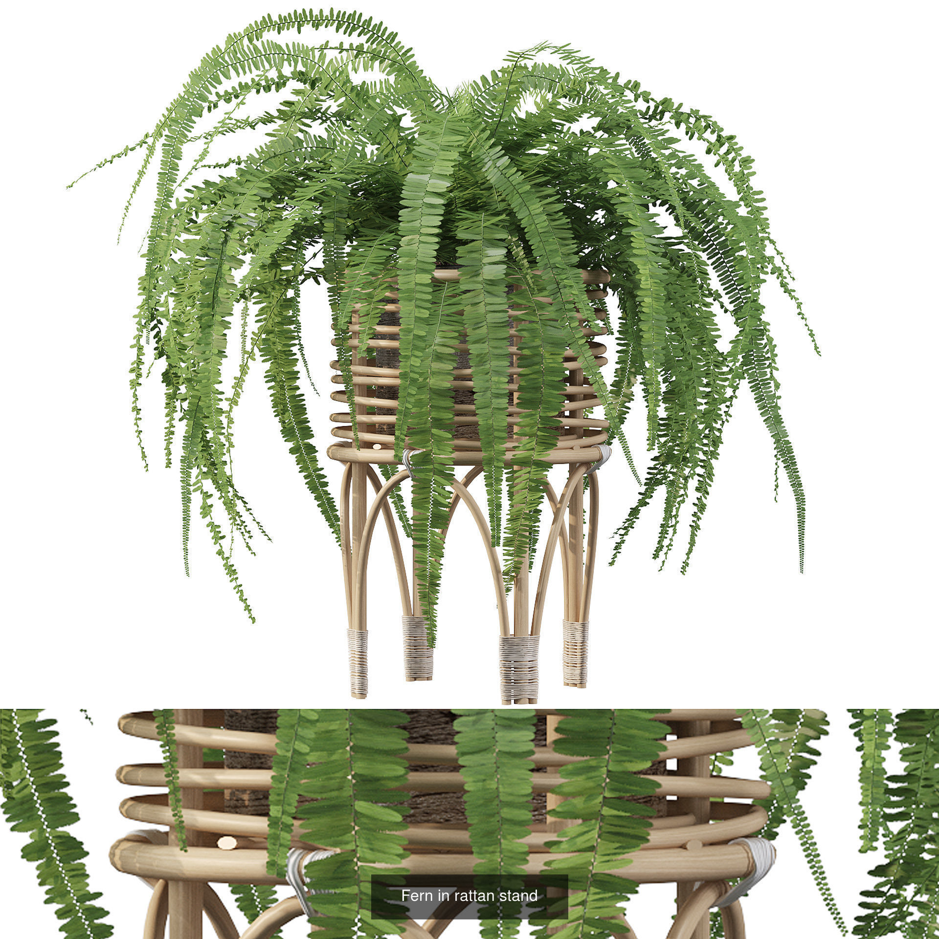 Fern collections for interiors _4