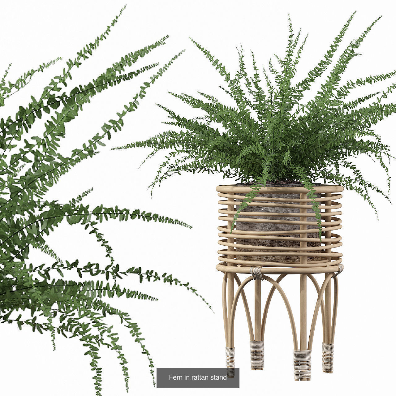 Fern collections for interiors _3