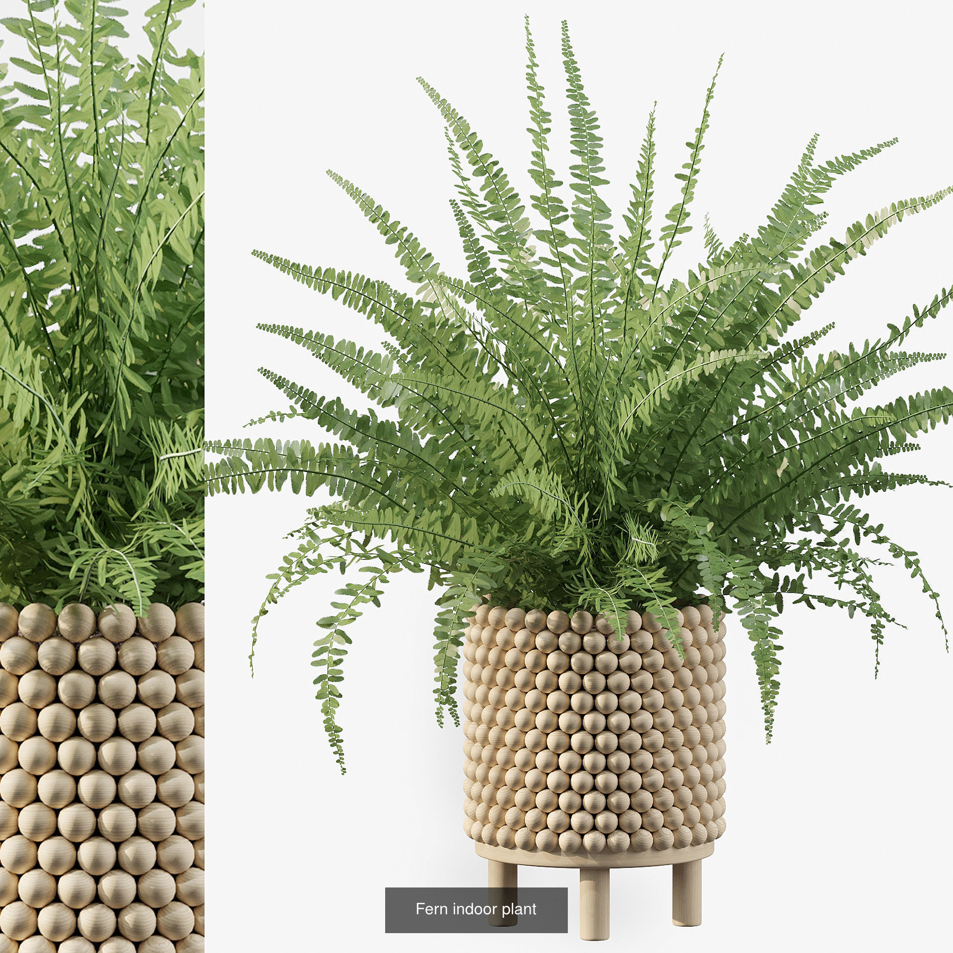 Fern collections for interiors _2