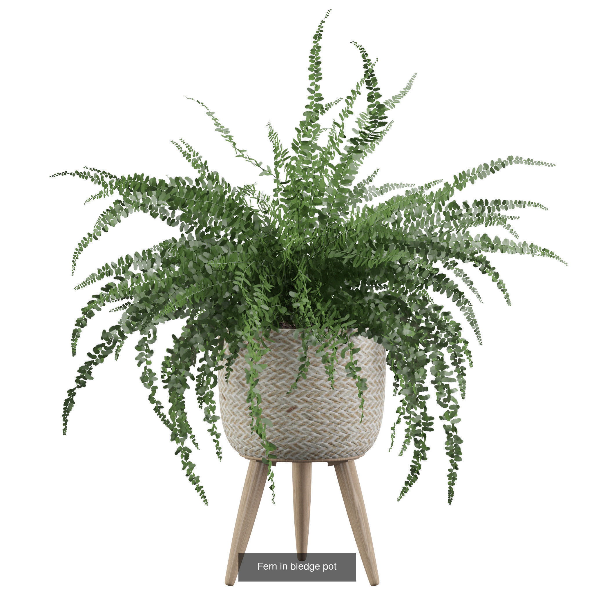 Fern collections for interiors _7