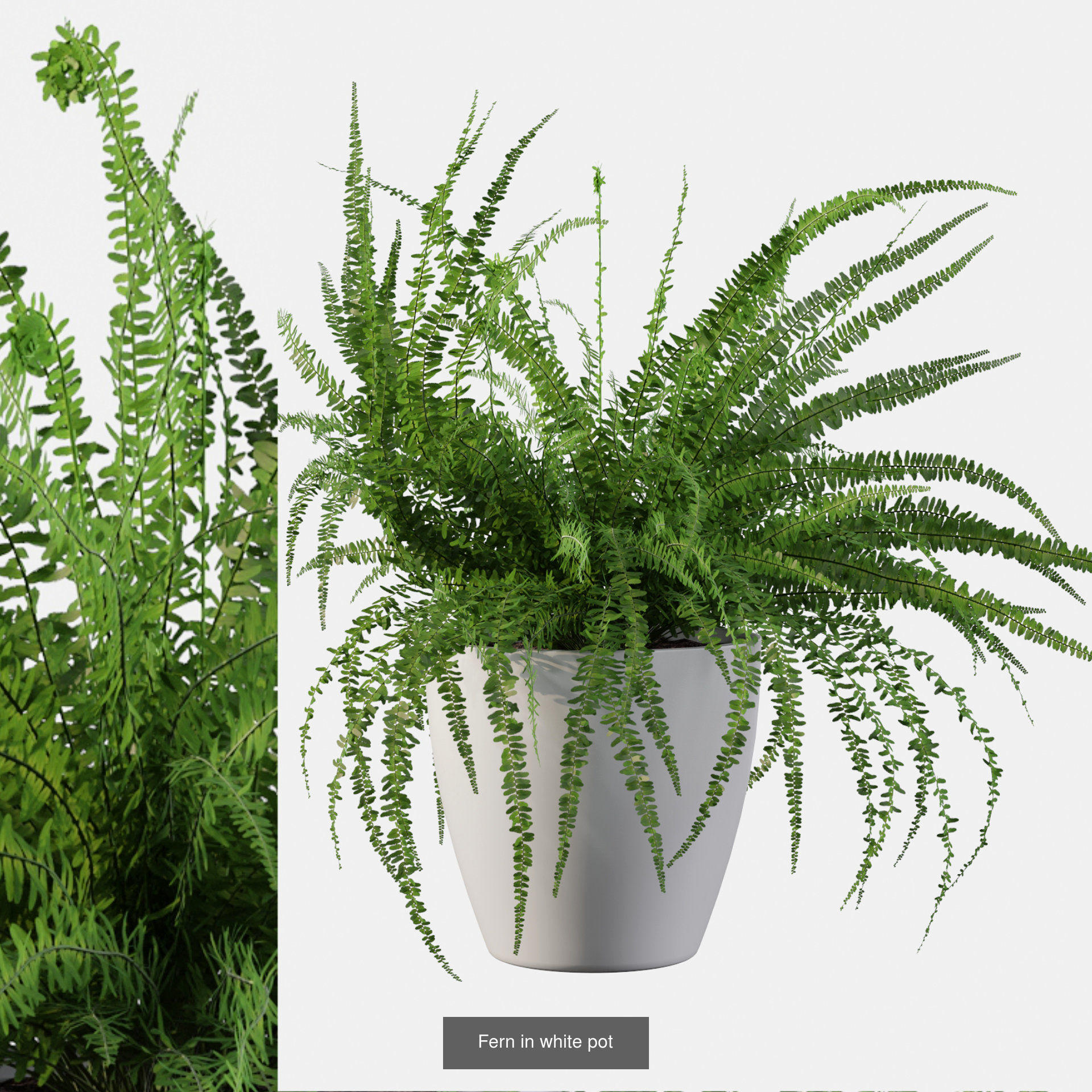 Fern collections for interiors _6