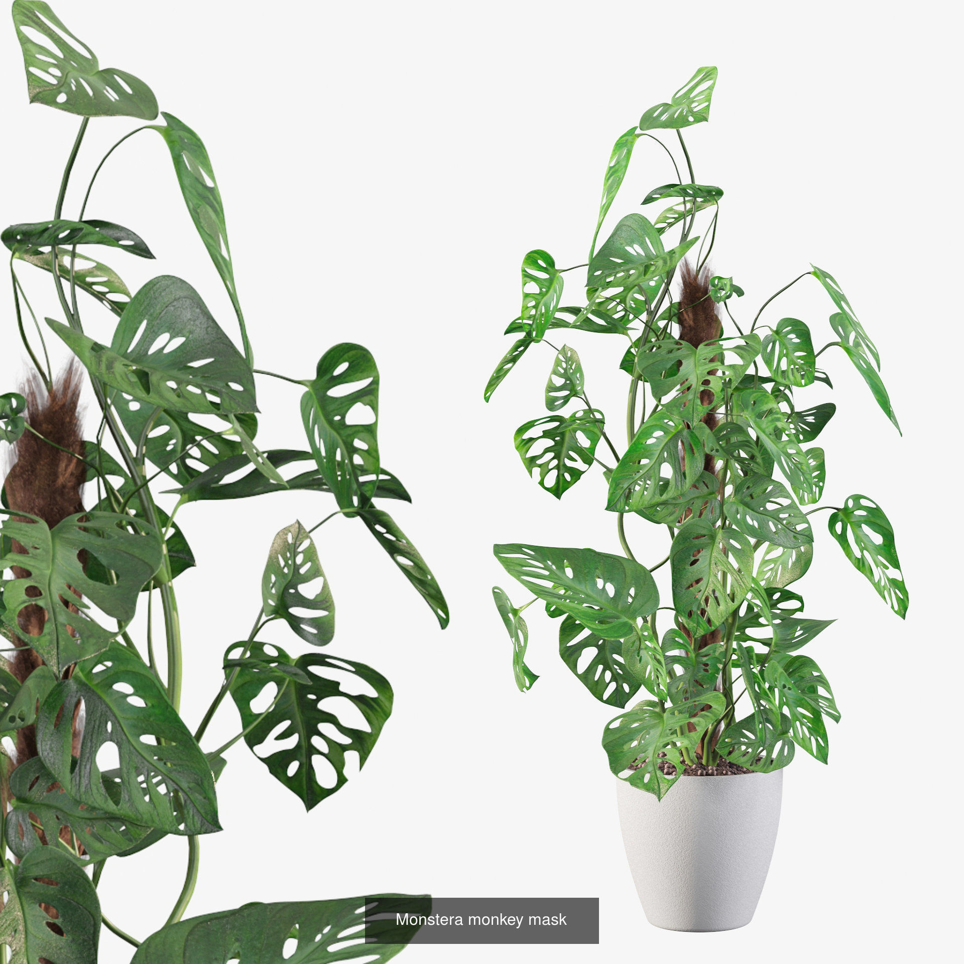 Monstera plants collection for interiors _8