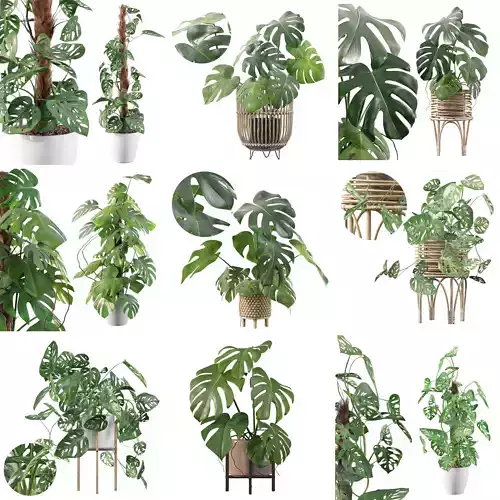 Monstera plants collection for interiors 