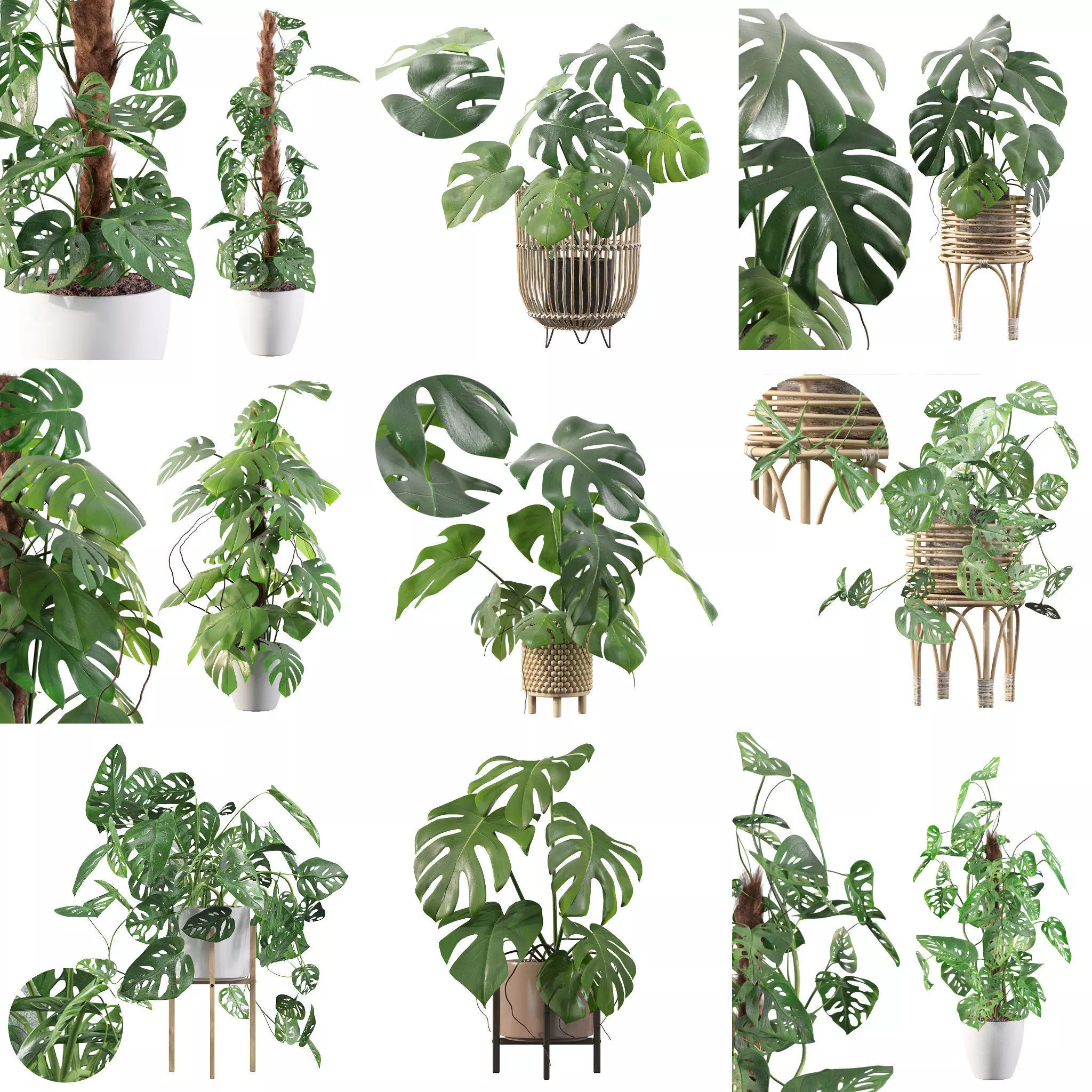Monstera plants collection for interiors _0