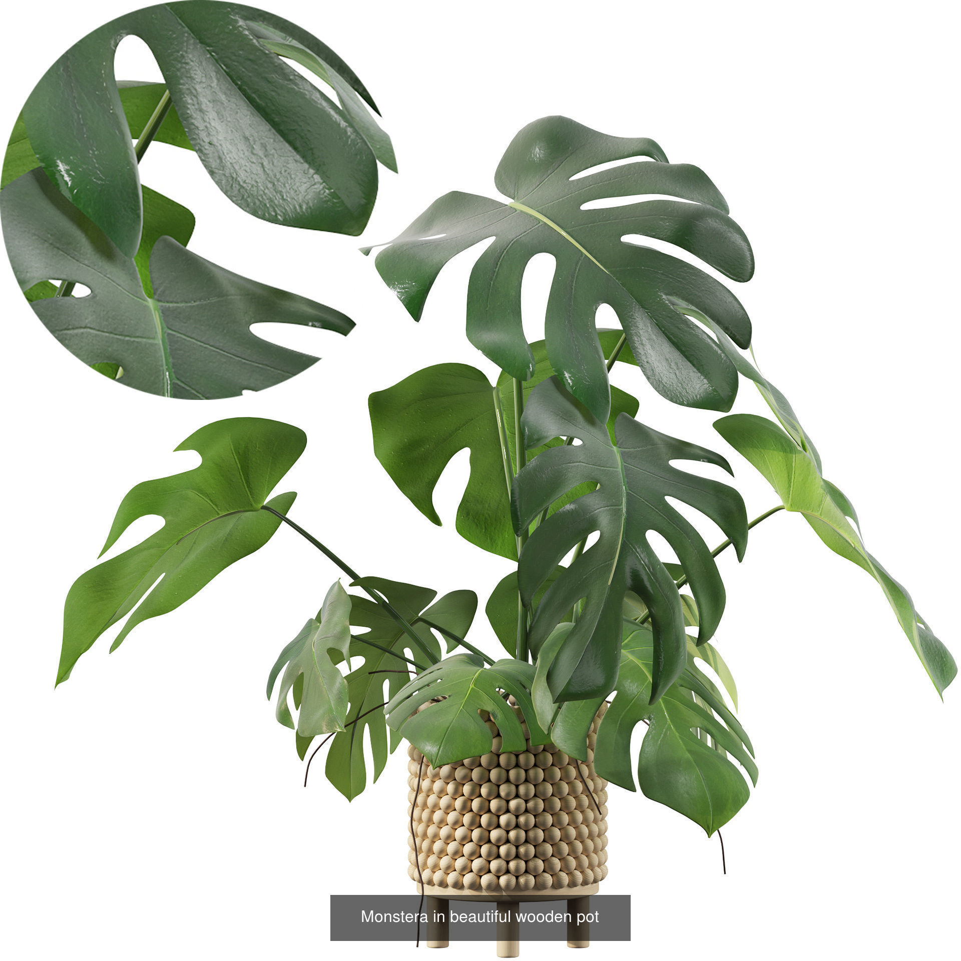 Monstera plants collection for interiors _2