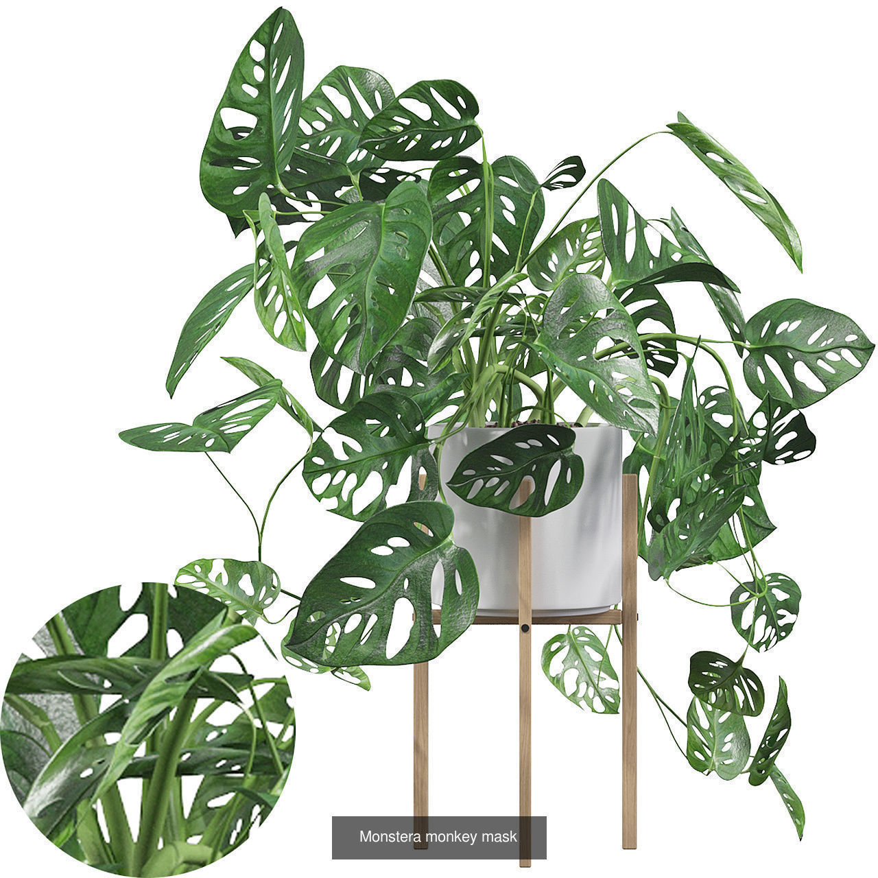 Monstera plants collection for interiors _1
