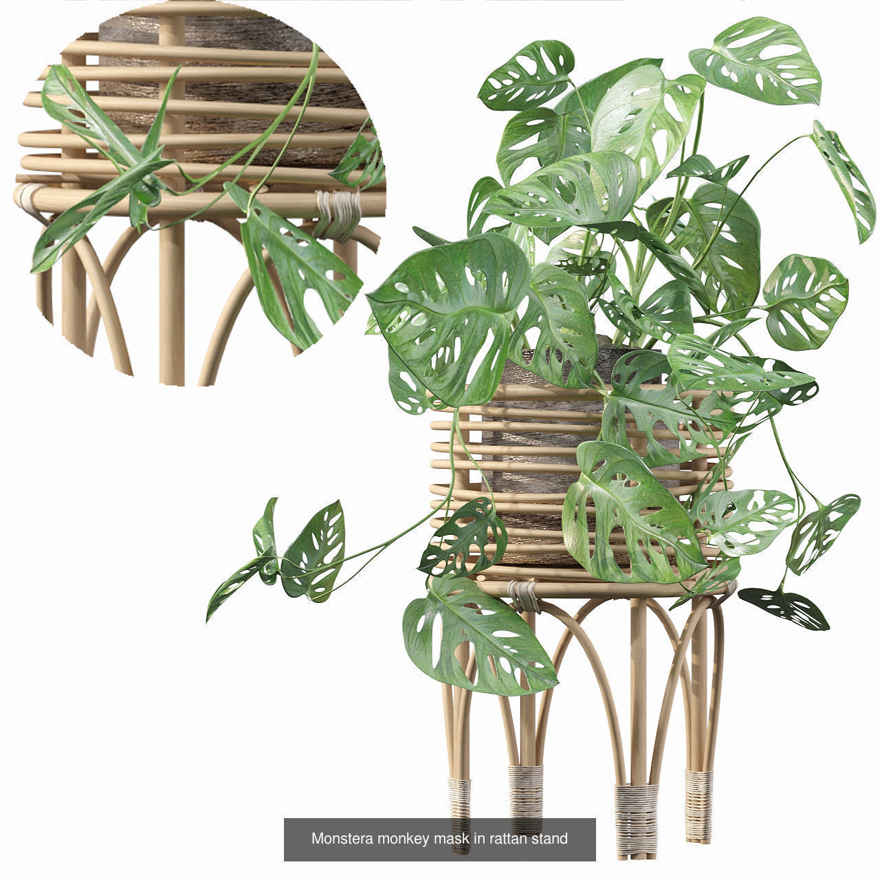 Monstera plants collection for interiors _4