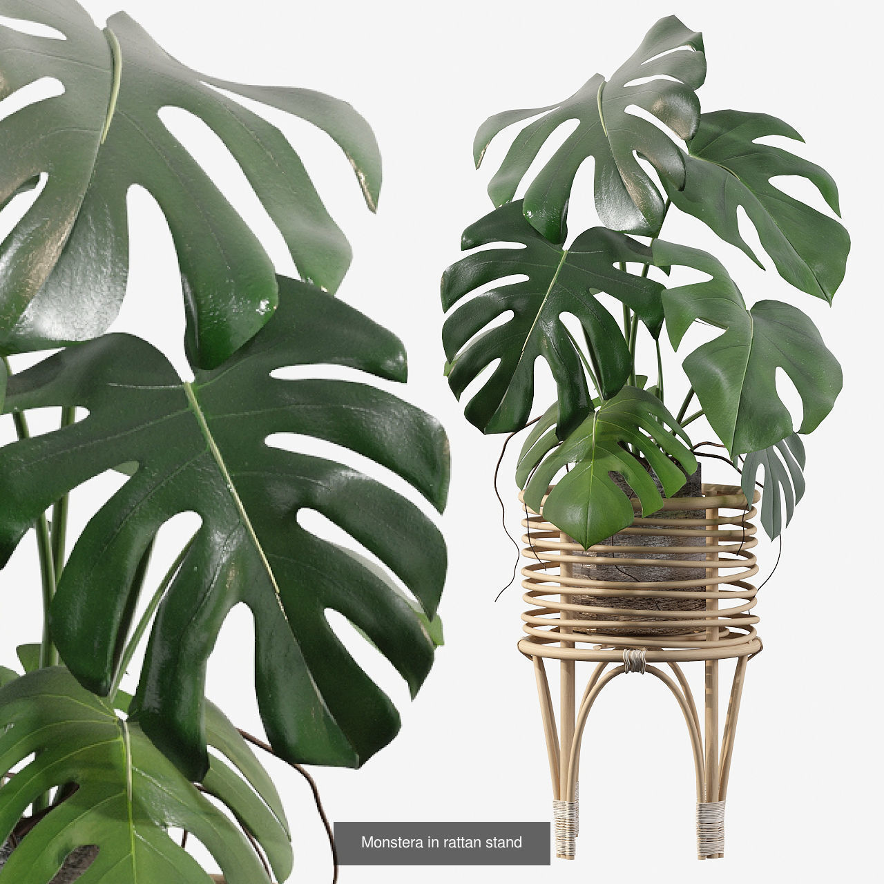 Monstera plants collection for interiors _3