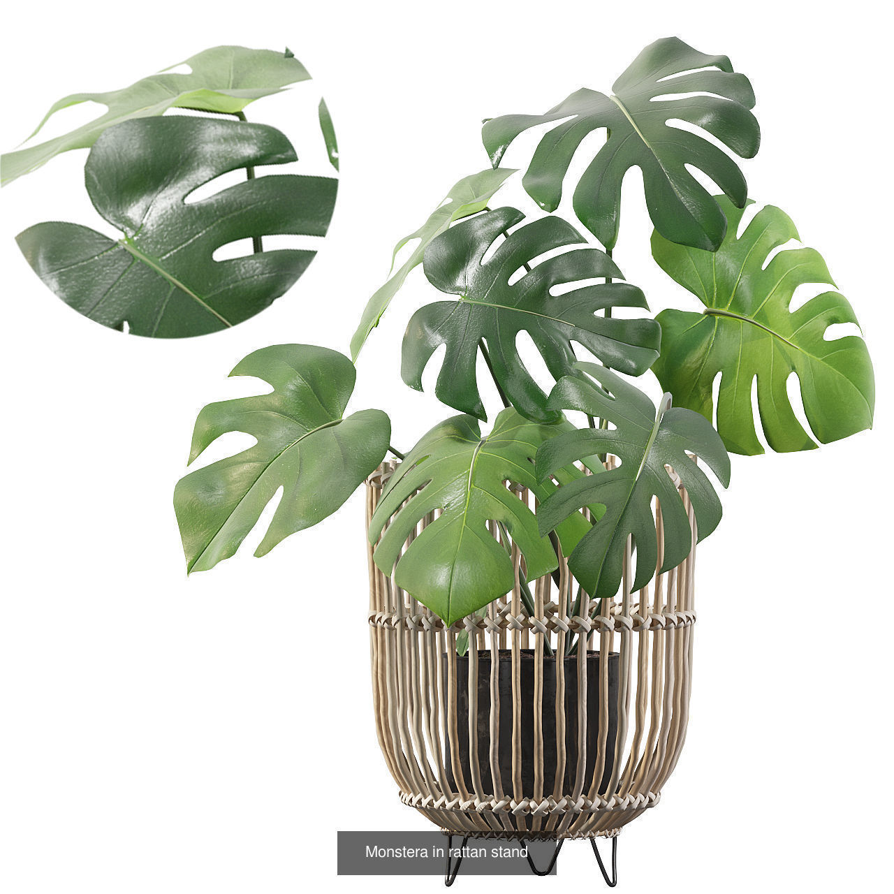 Monstera plants collection for interiors _5