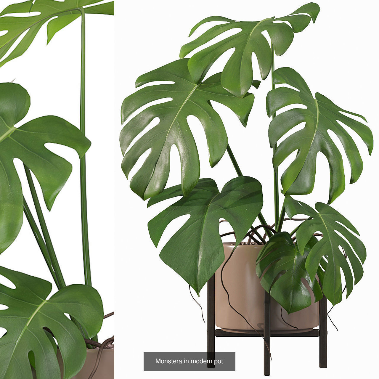 Monstera plants collection for interiors _9