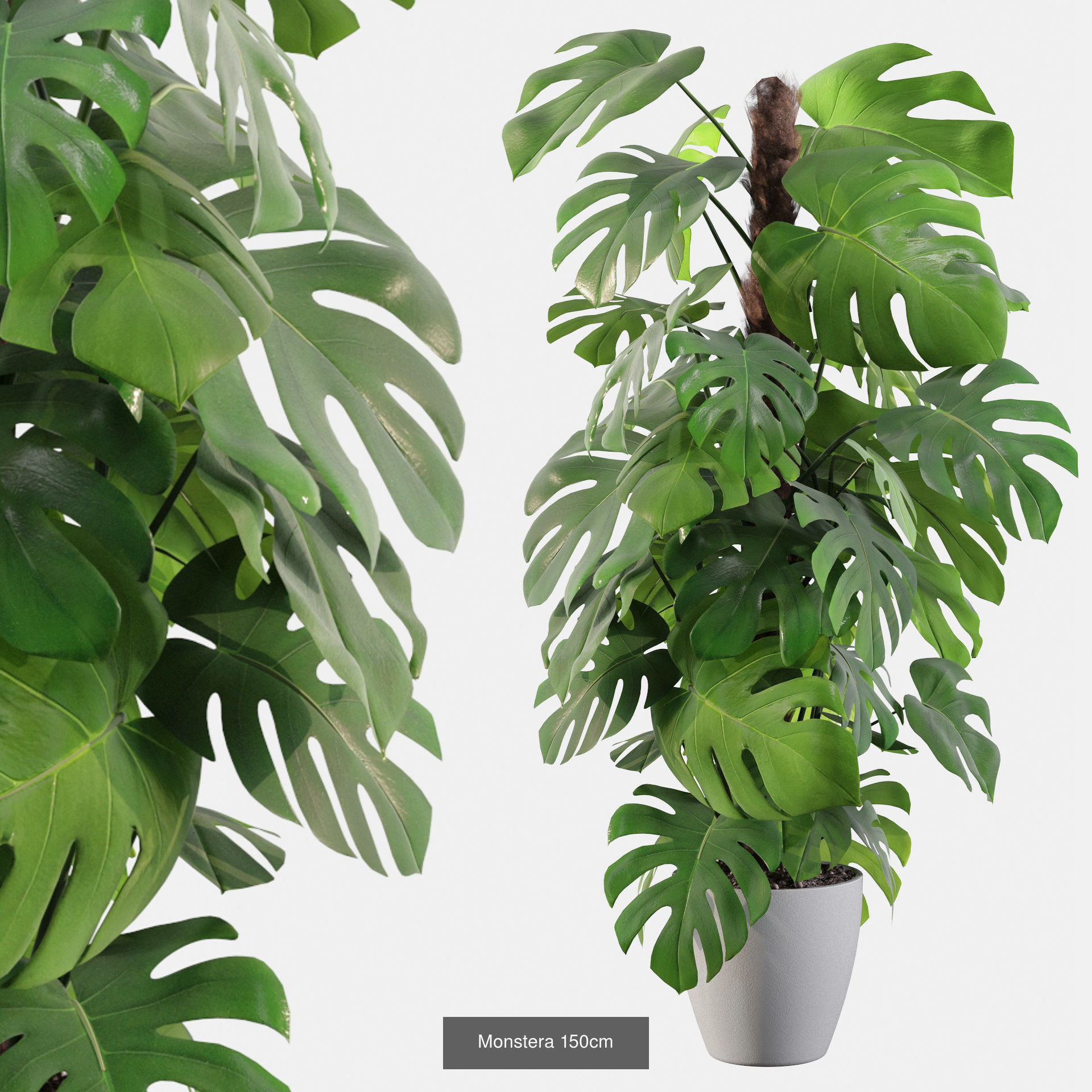 Monstera plants collection for interiors _7