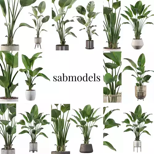 Strelitzia collection for interiors 