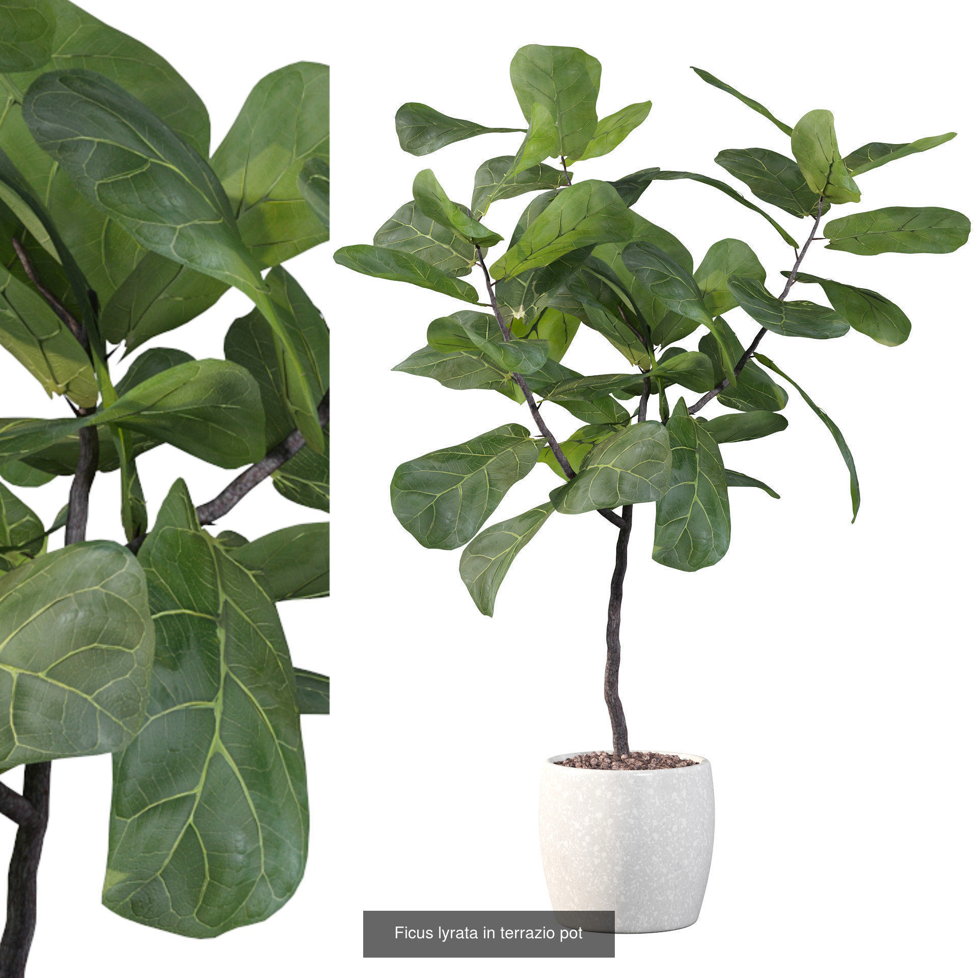 Ficus Lyrata collection for interiors _1