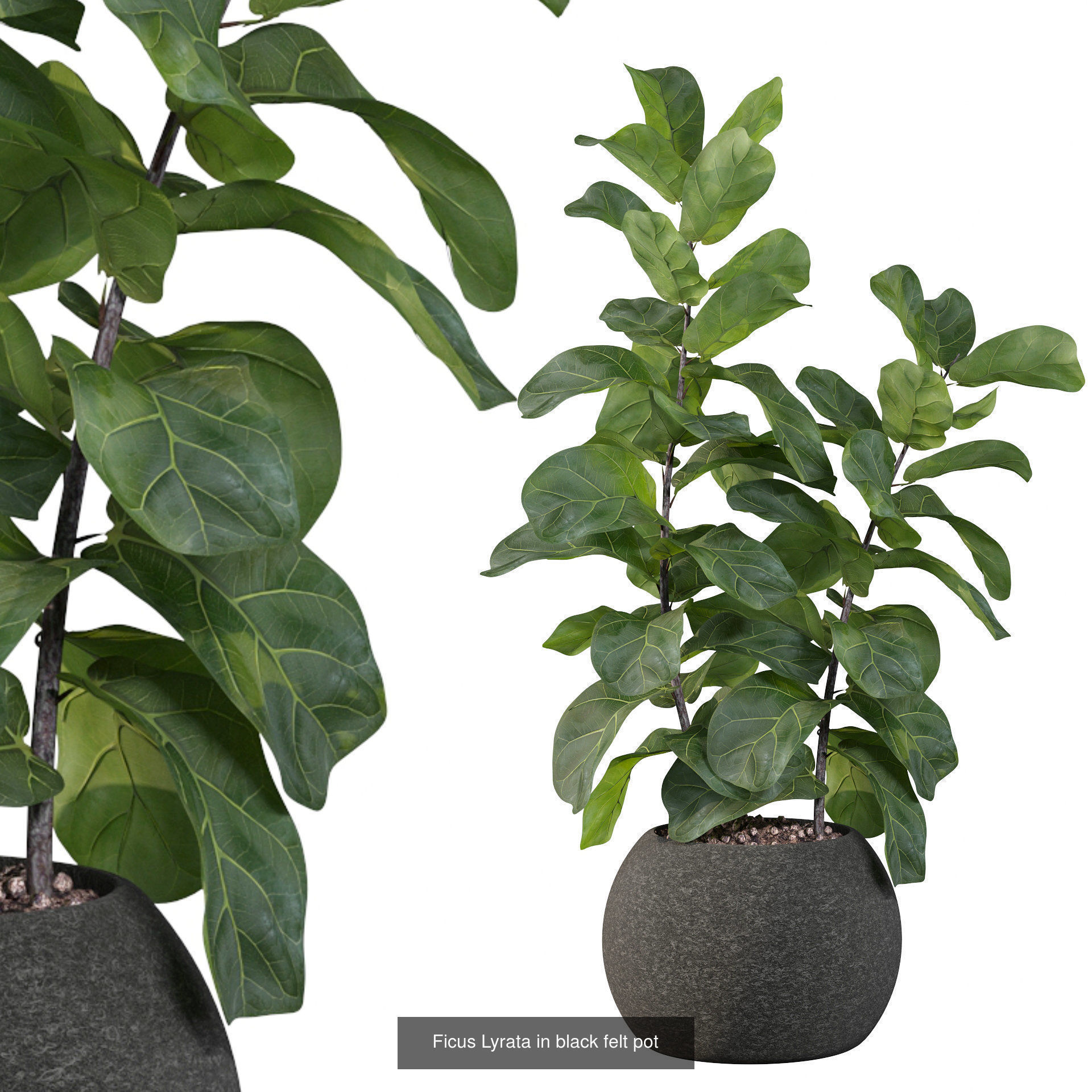 Ficus Lyrata collection for interiors _3