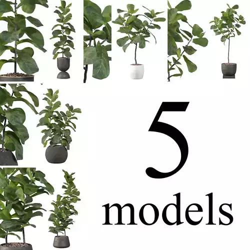 Ficus Lyrata collection for interiors 