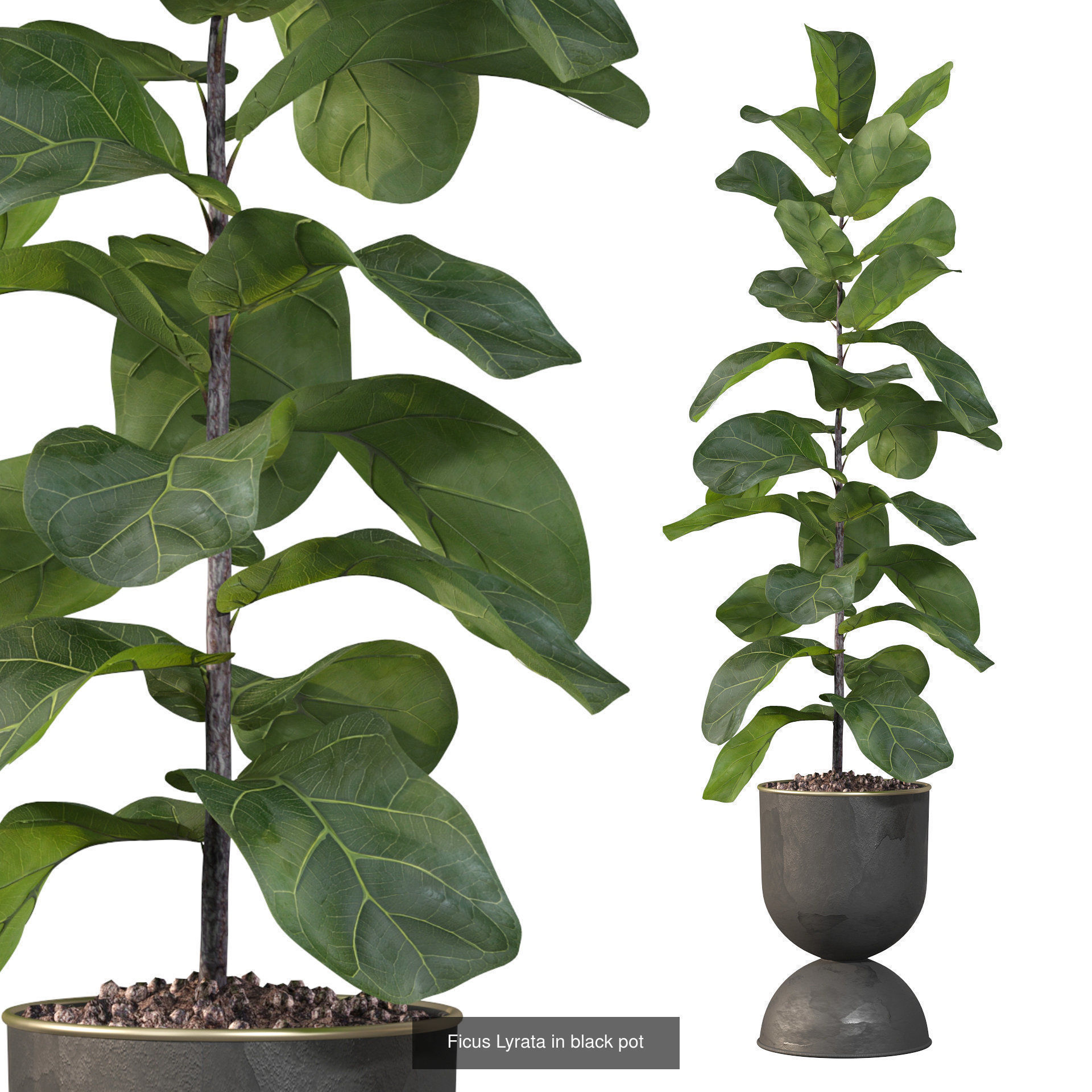 Ficus Lyrata collection for interiors _2