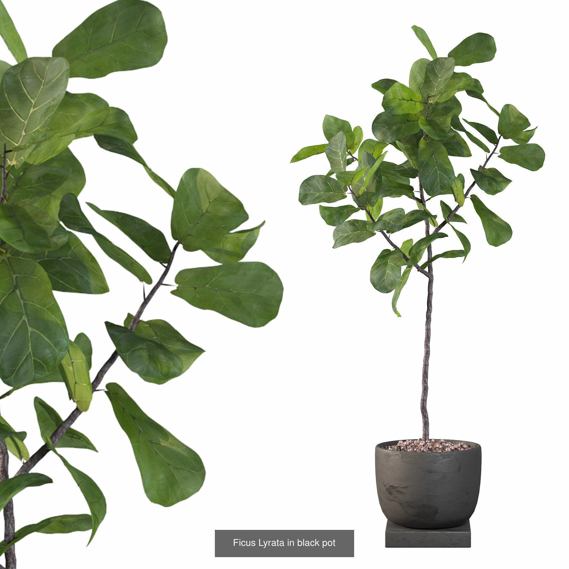 Ficus Lyrata collection for interiors _4
