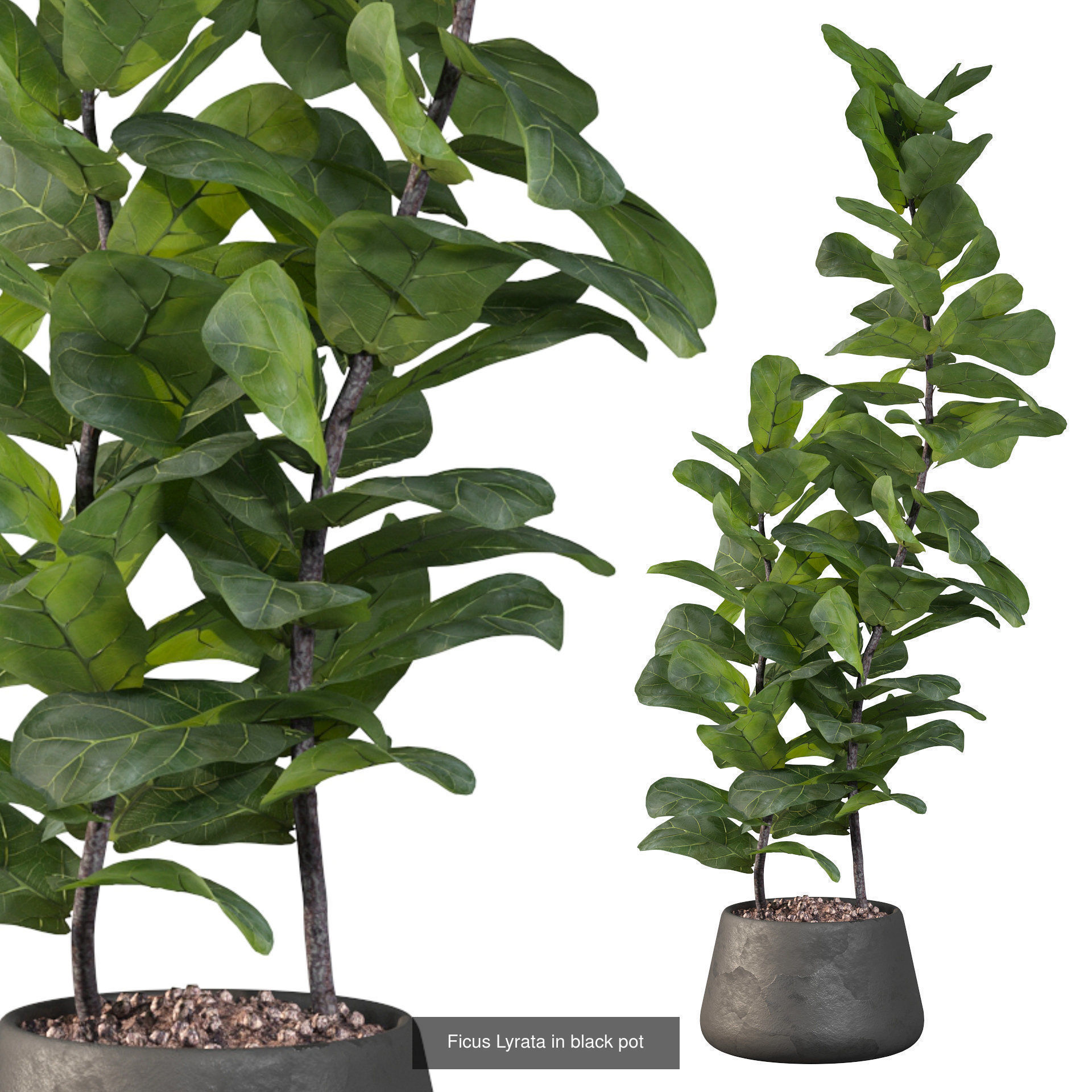 Ficus Lyrata collection for interiors _5