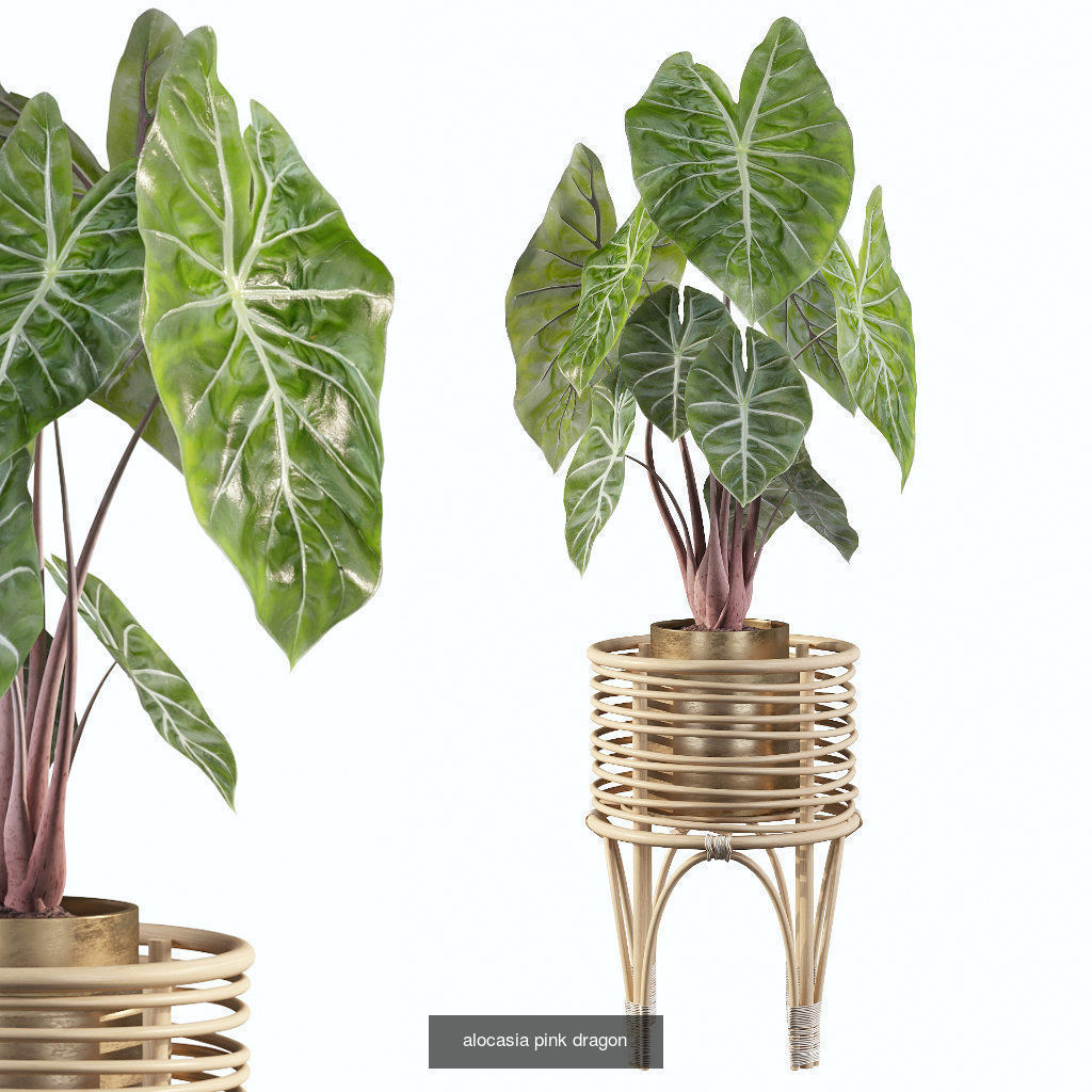 Complete Interior Plant Collection 25 Flowers _20