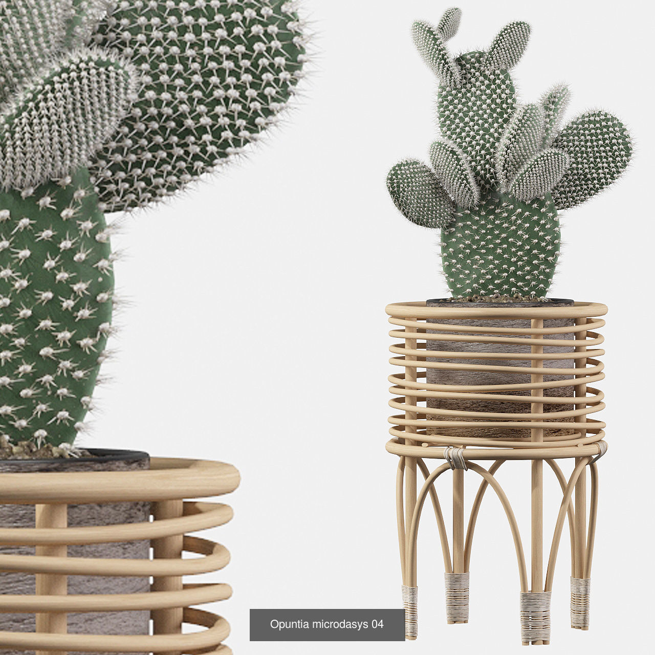 Complete Interior Plant Collection 25 Flowers _15