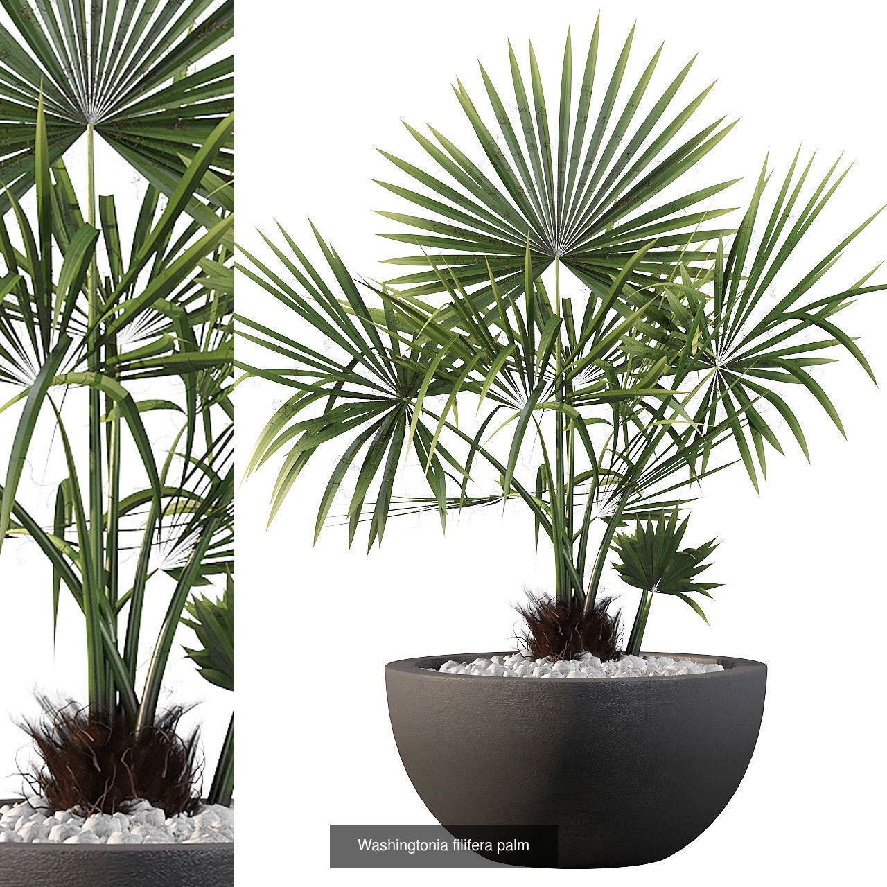 Complete Interior Plant Collection 25 Flowers _7