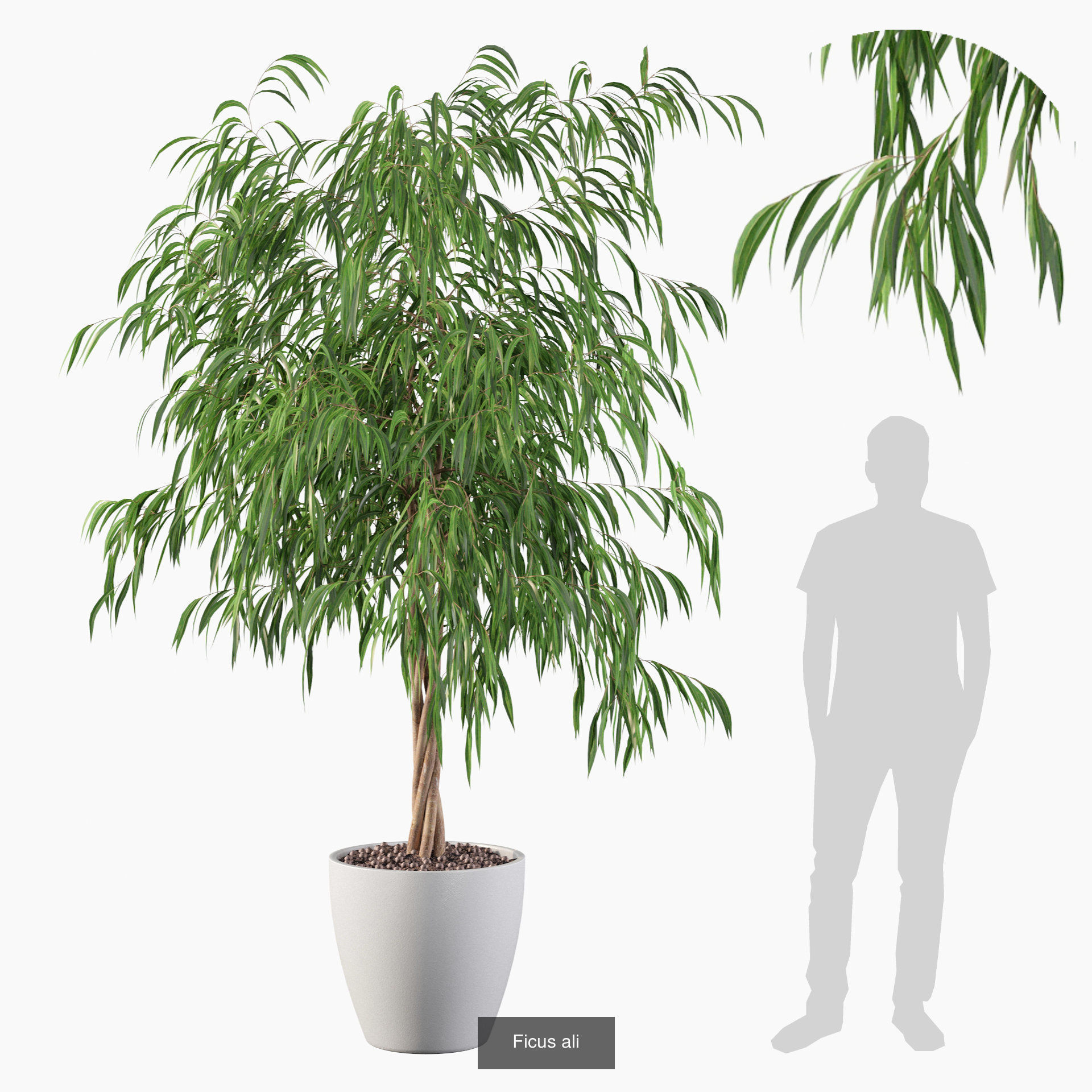 Complete Interior Plant Collection 25 Flowers _17