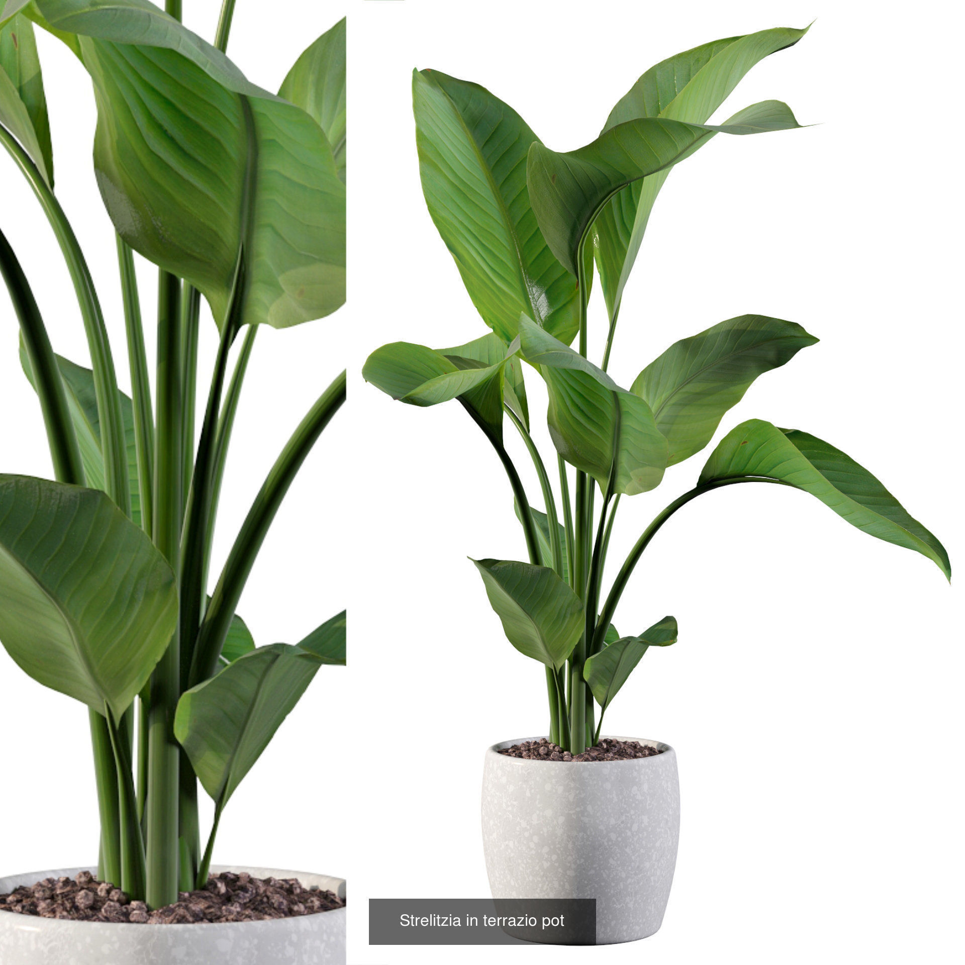 Complete Interior Plant Collection 25 Flowers _1