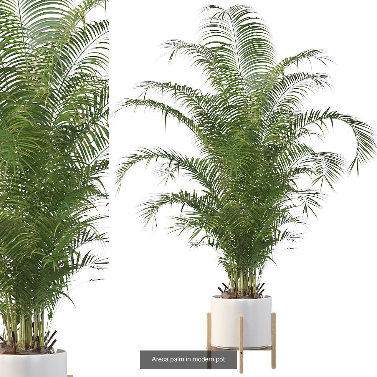 Complete Interior Plant Collection 25 Flowers _13