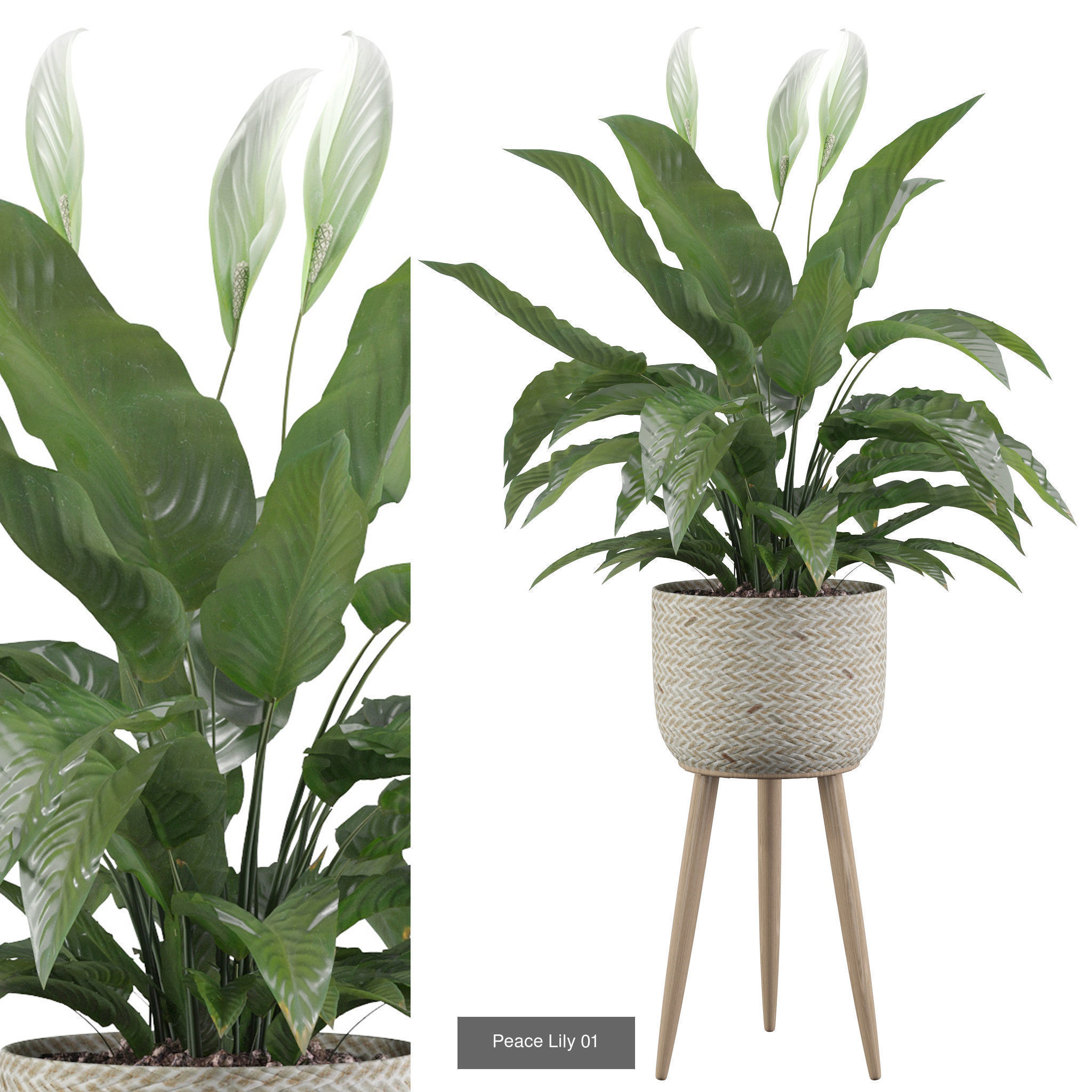 Complete Interior Plant Collection 25 Flowers _5