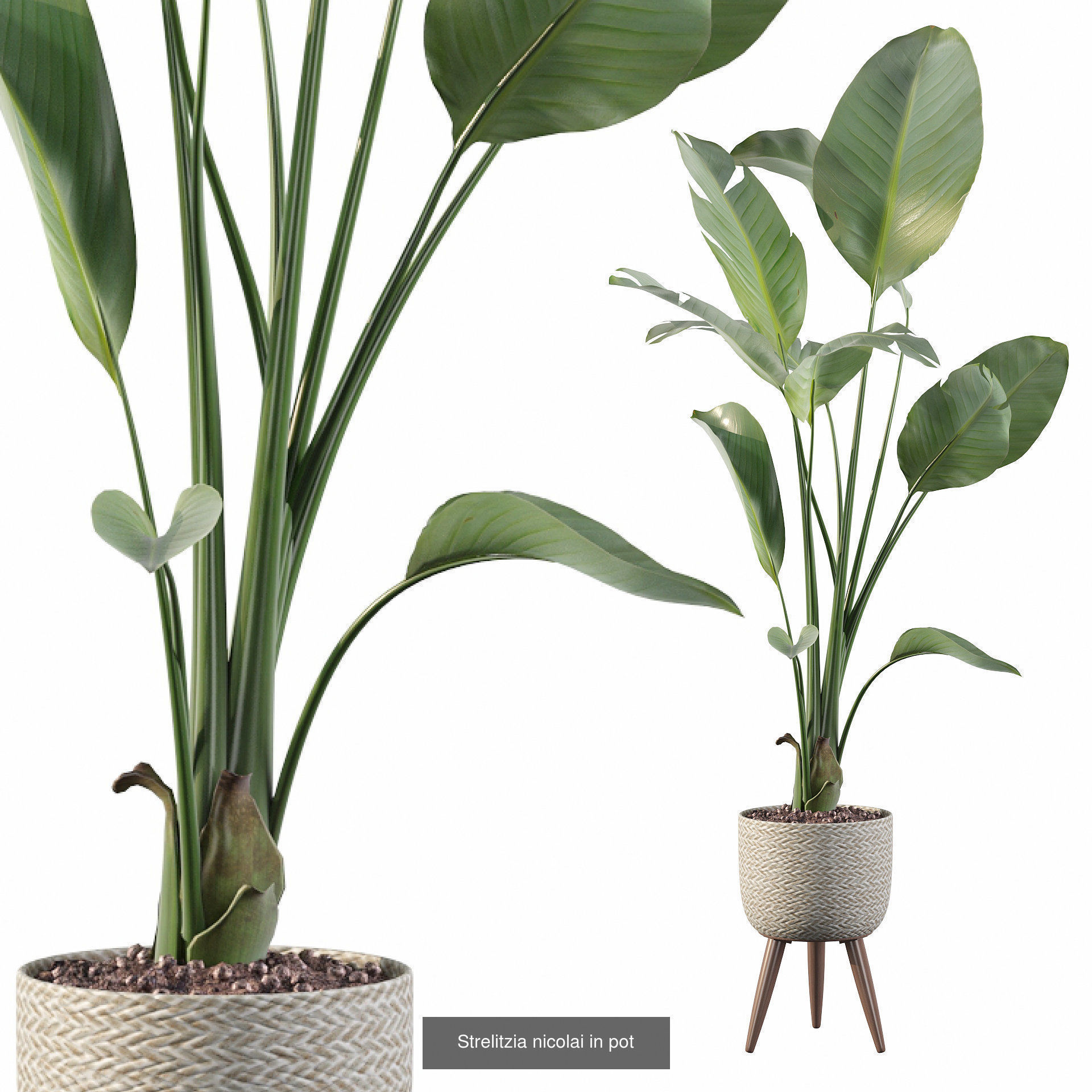 Complete Interior Plant Collection 25 Flowers _21