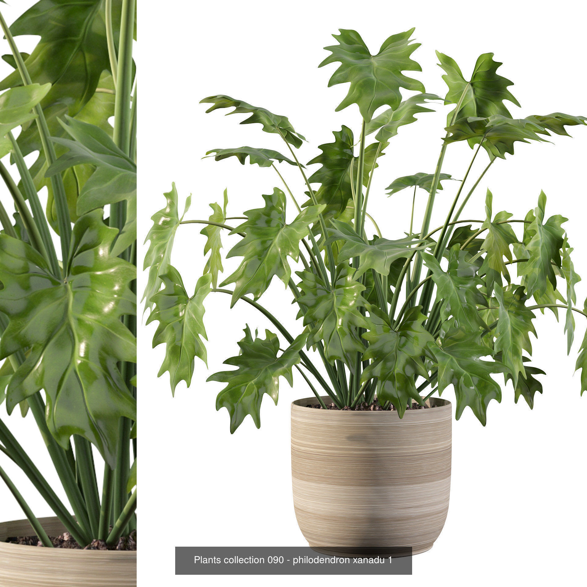 Complete Interior Plant Collection 25 Flowers _22