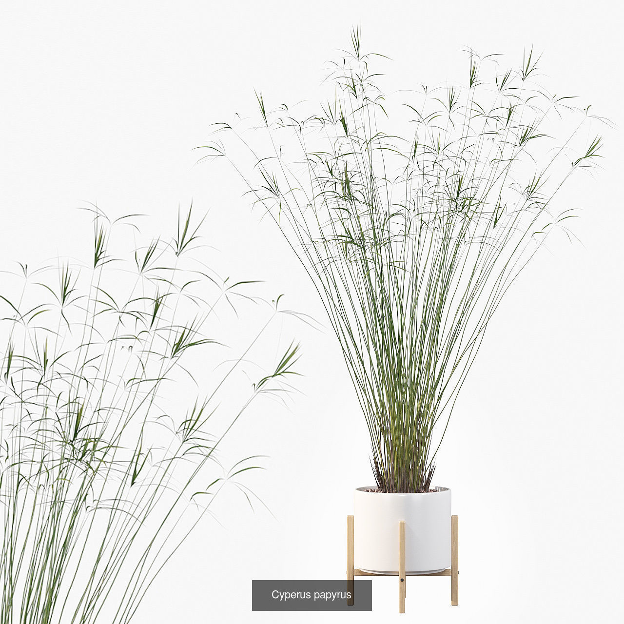 Complete Interior Plant Collection 25 Flowers _11