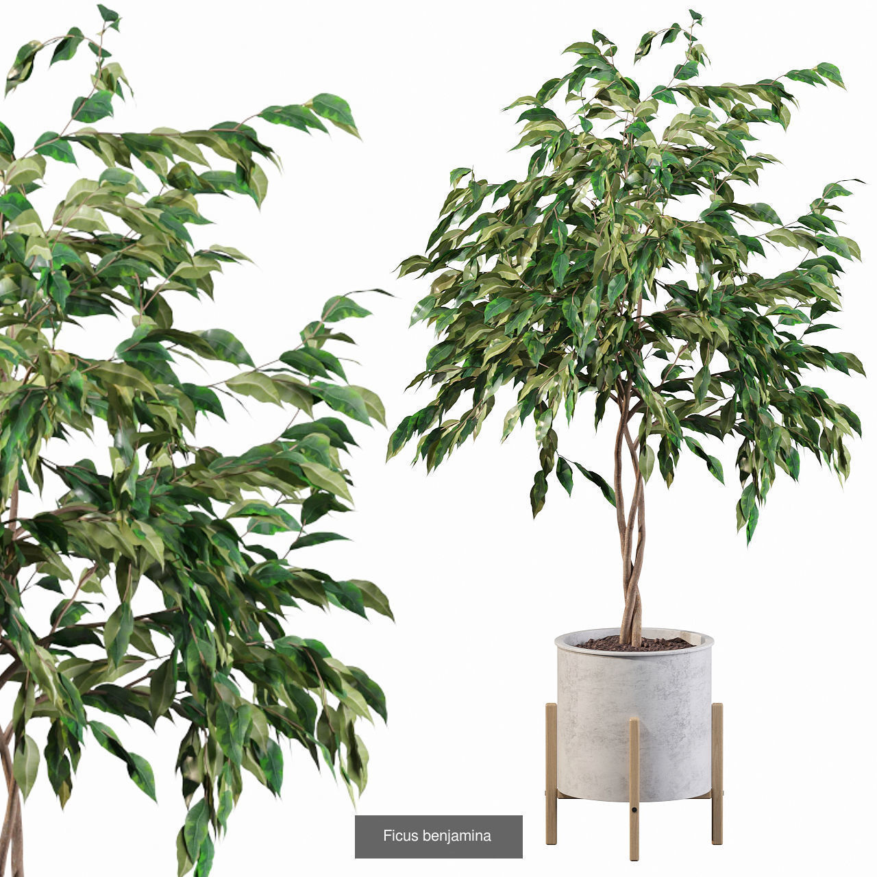 Complete Interior Plant Collection 25 Flowers _14