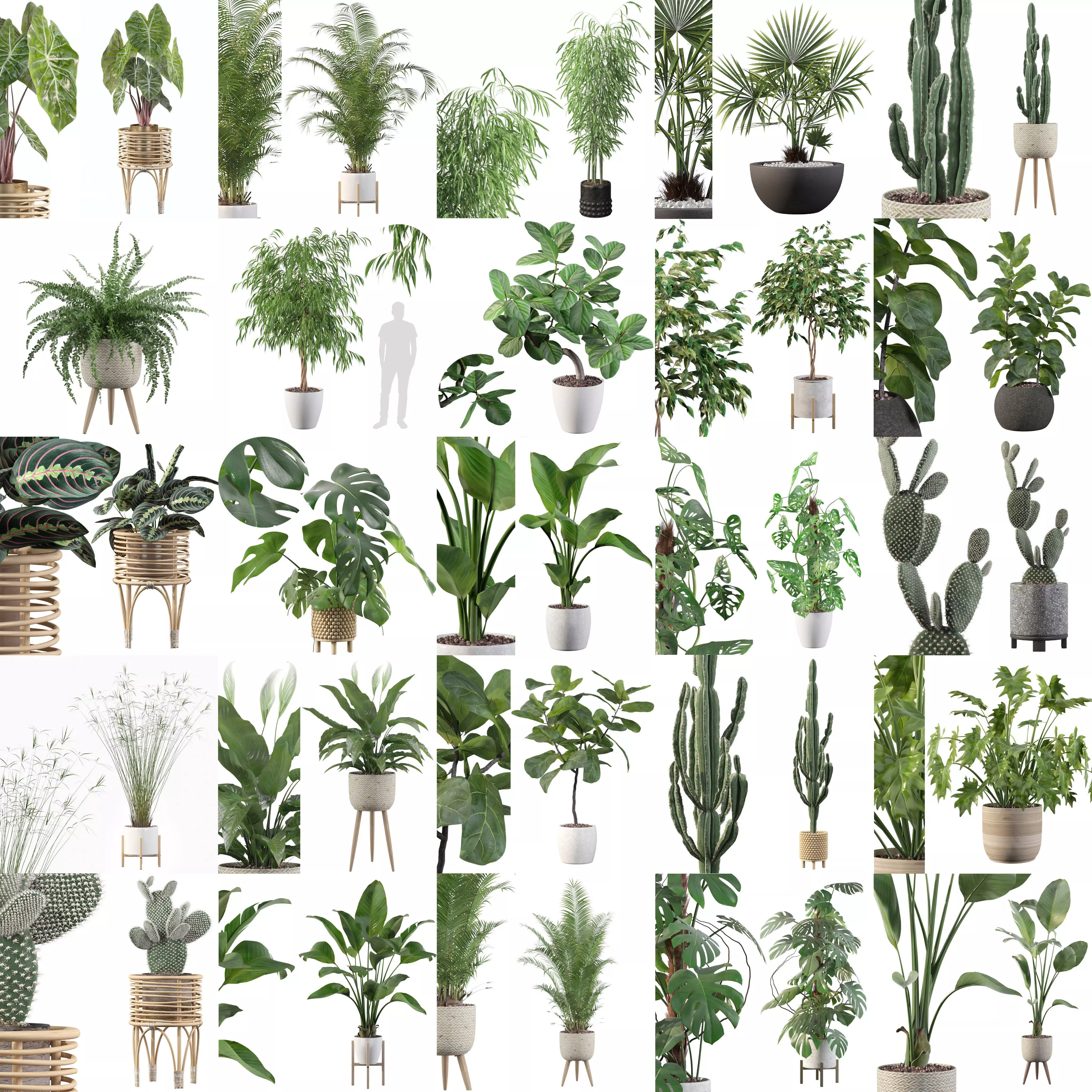 Complete Interior Plant Collection 25 Flowers _0