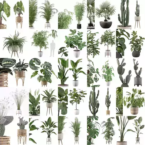 Complete Interior Plant Collection 25 Flowers 