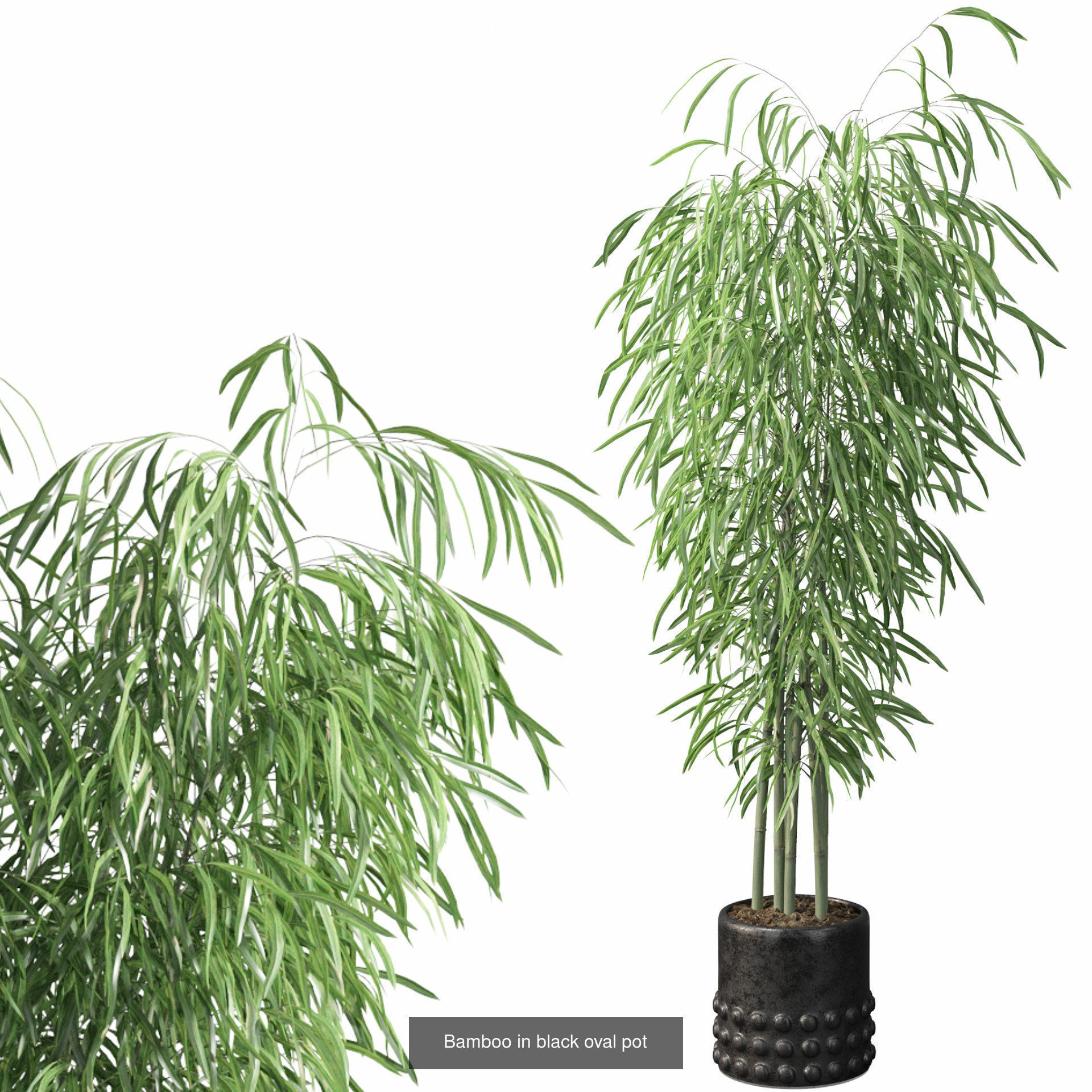 Complete Interior Plant Collection 25 Flowers _23